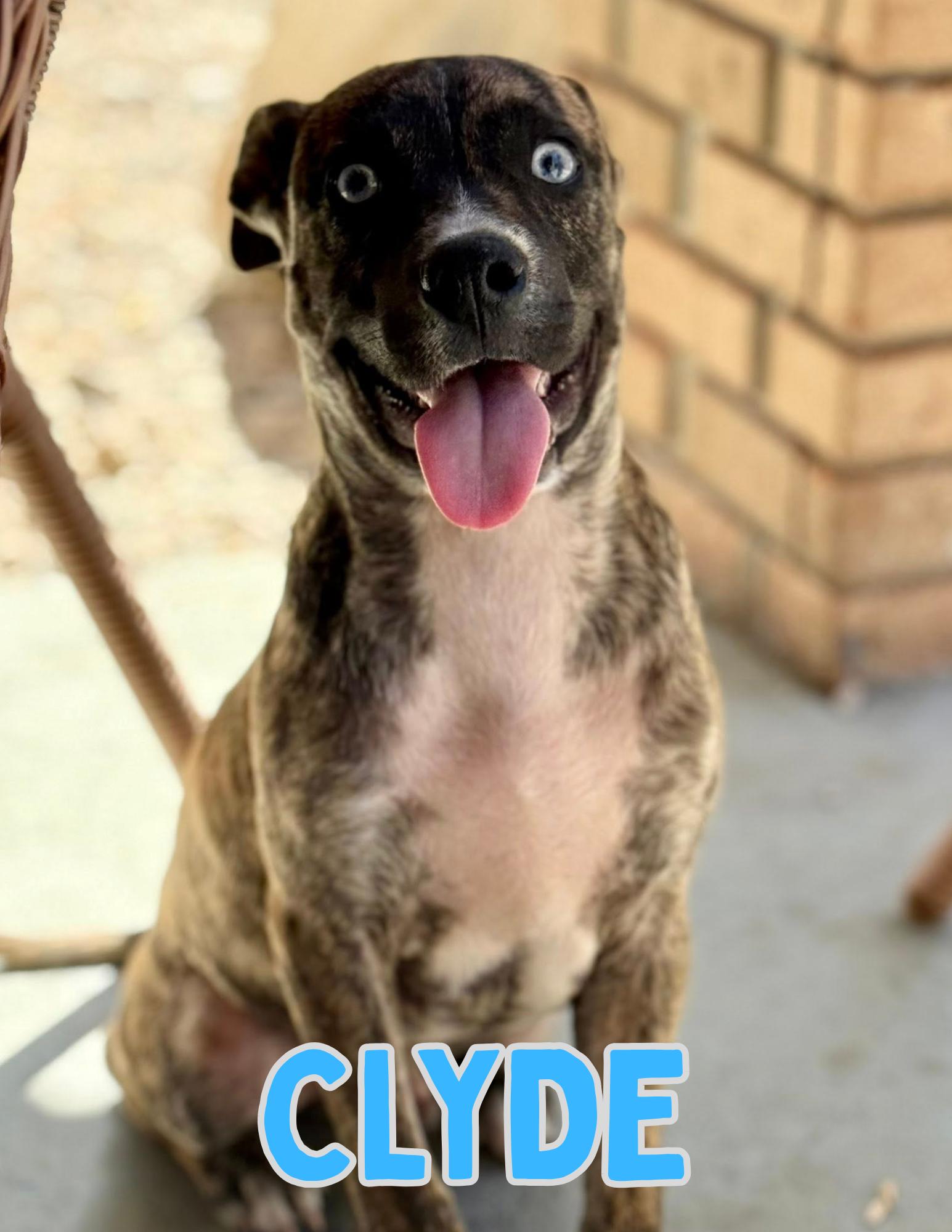 Enlarge Clyde, a ADOPTABLE mixed breed in Shalimar, FL image 1/2
