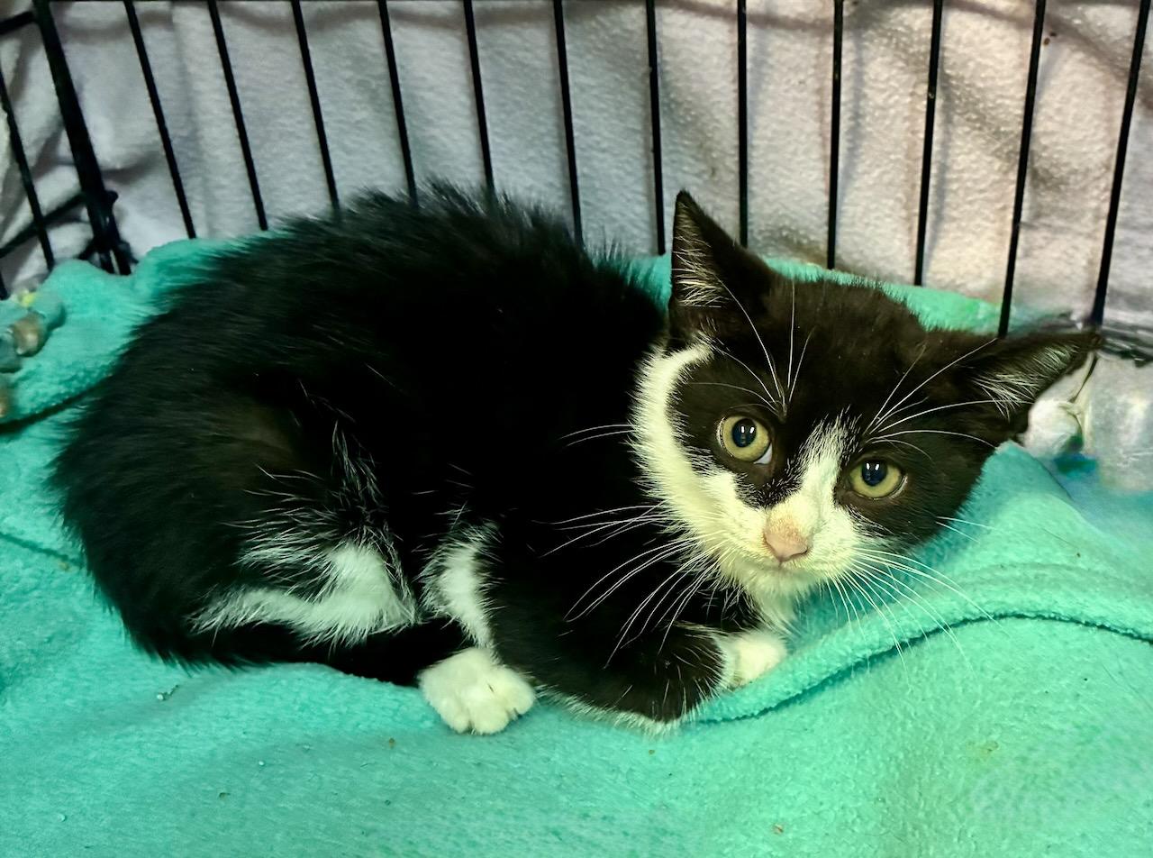 Enlarge Sudoku, a Adoptable Domestic Short Hair in River Edge, NJ image 1/4
