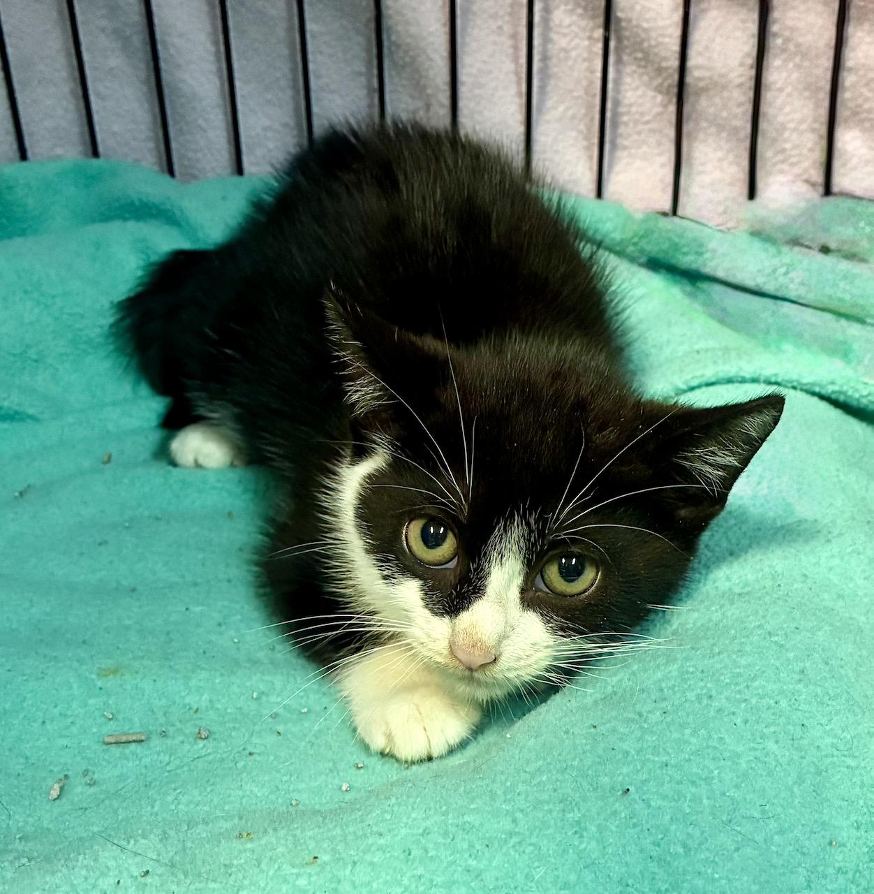 Enlarge Sudoku, a Adoptable Domestic Short Hair in River Edge, NJ image 2/4