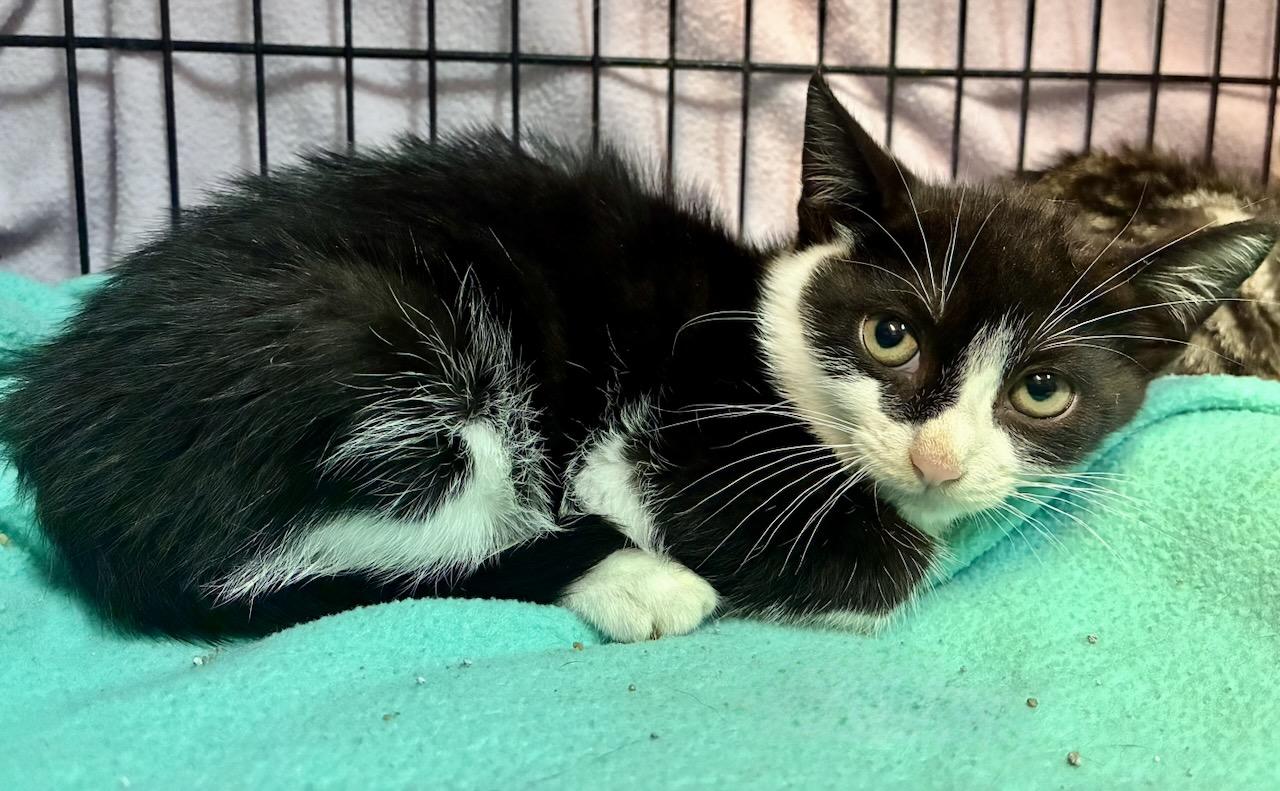 Enlarge Sudoku, a Adoptable Domestic Short Hair in River Edge, NJ image 4/4
