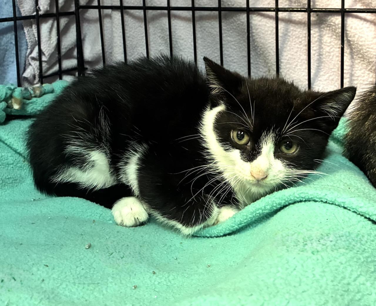 Enlarge Sudoku, a Adoptable Domestic Short Hair in River Edge, NJ image 3/4