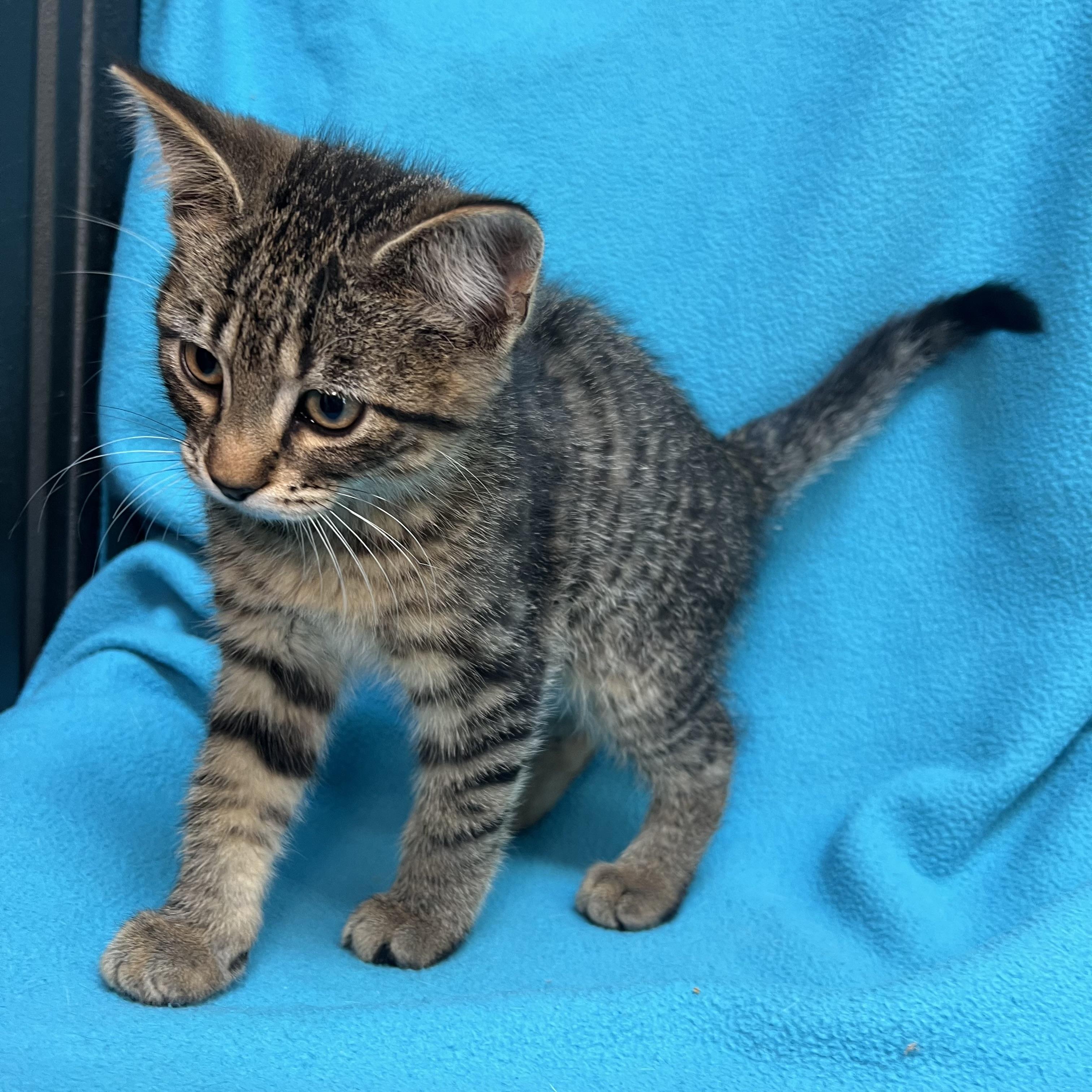 Aladdin - At PetSmart in Mankato, a ADOPTABLE Domestic Short Hair in Fairmont, MN image 5/6