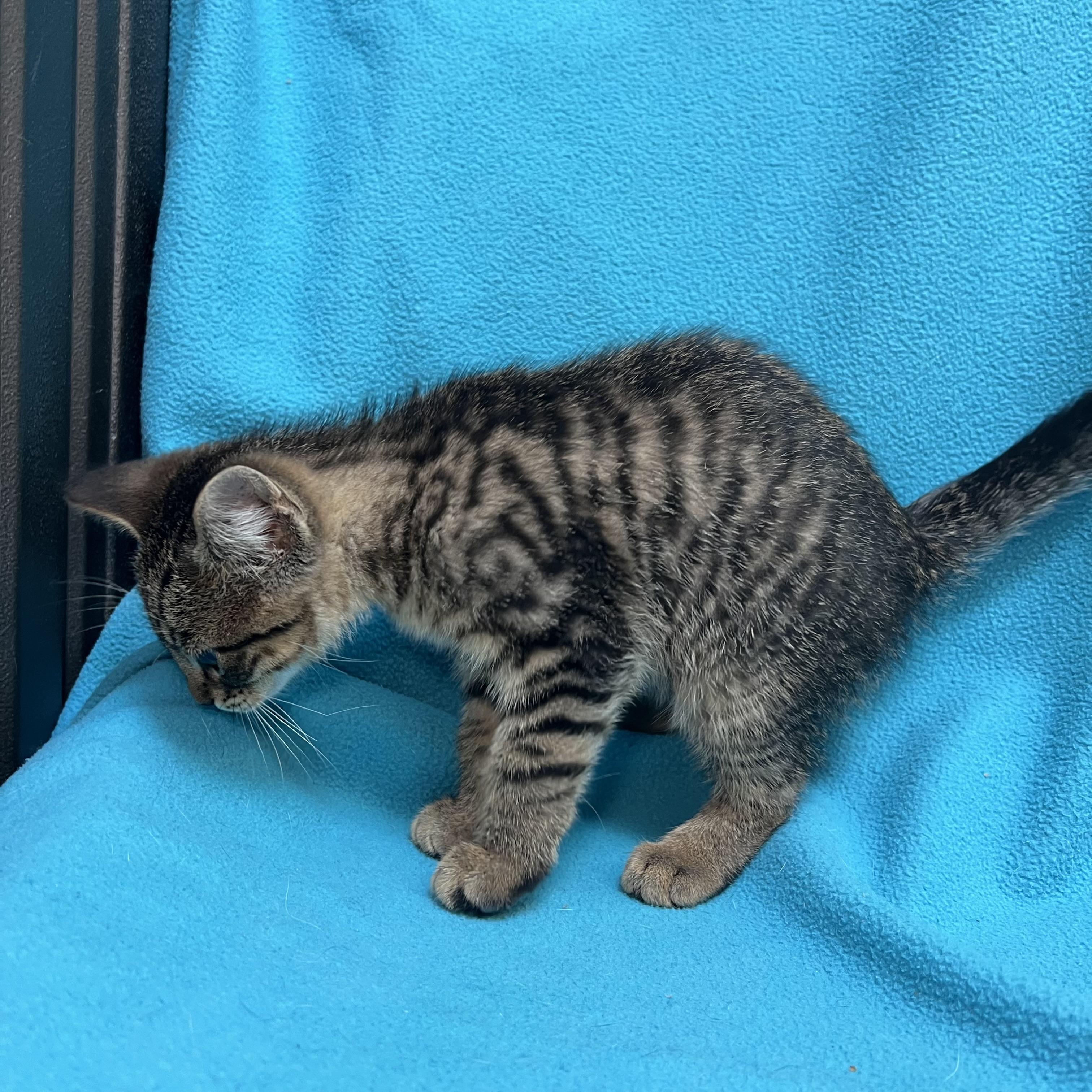 Aladdin - At PetSmart in Mankato, a ADOPTABLE Domestic Short Hair in Fairmont, MN image 6/6