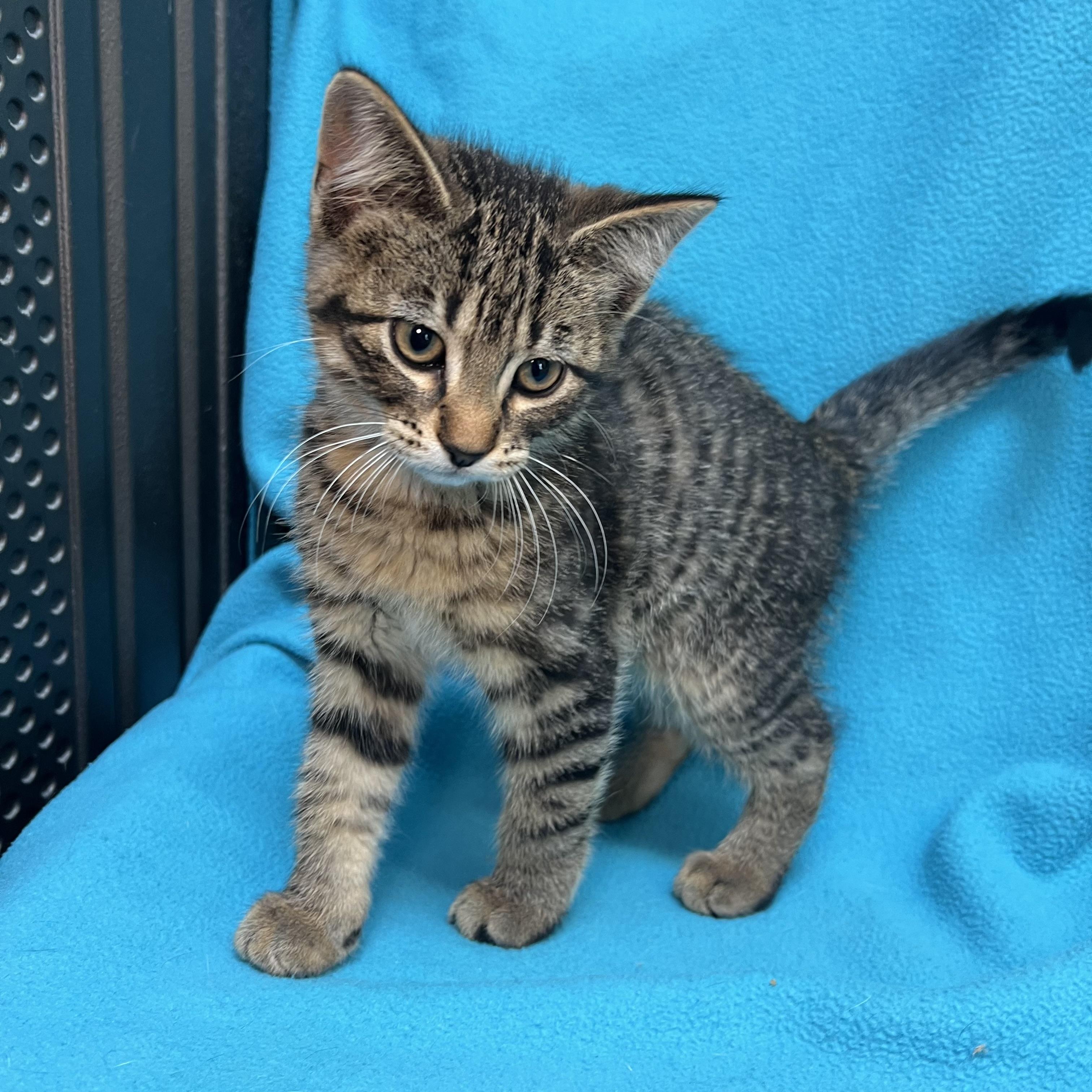 Aladdin - At PetSmart in Mankato, a ADOPTABLE Domestic Short Hair in Fairmont, MN image 3/6