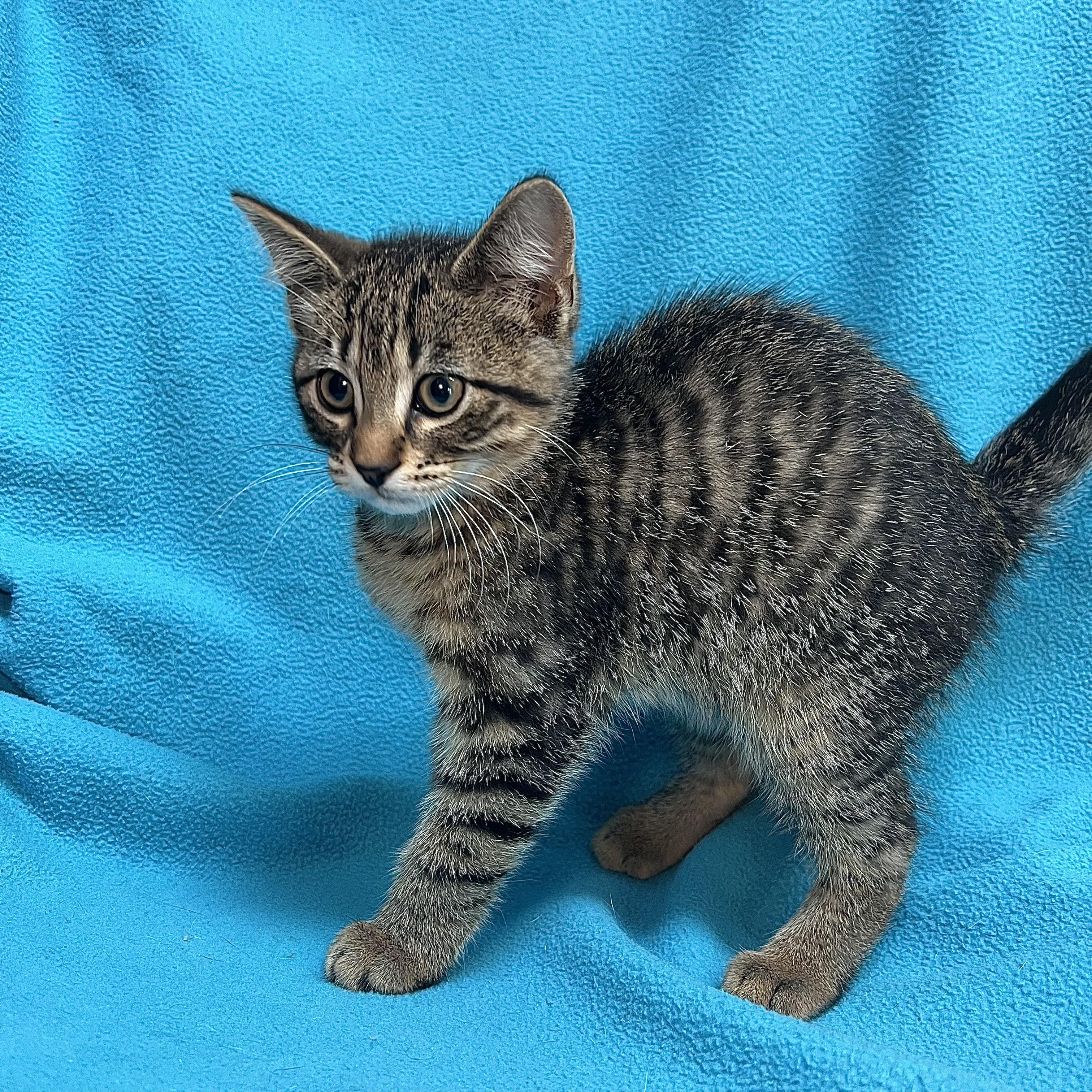 Aladdin - At PetSmart in Mankato, a ADOPTABLE Domestic Short Hair in Fairmont, MN image 4/6