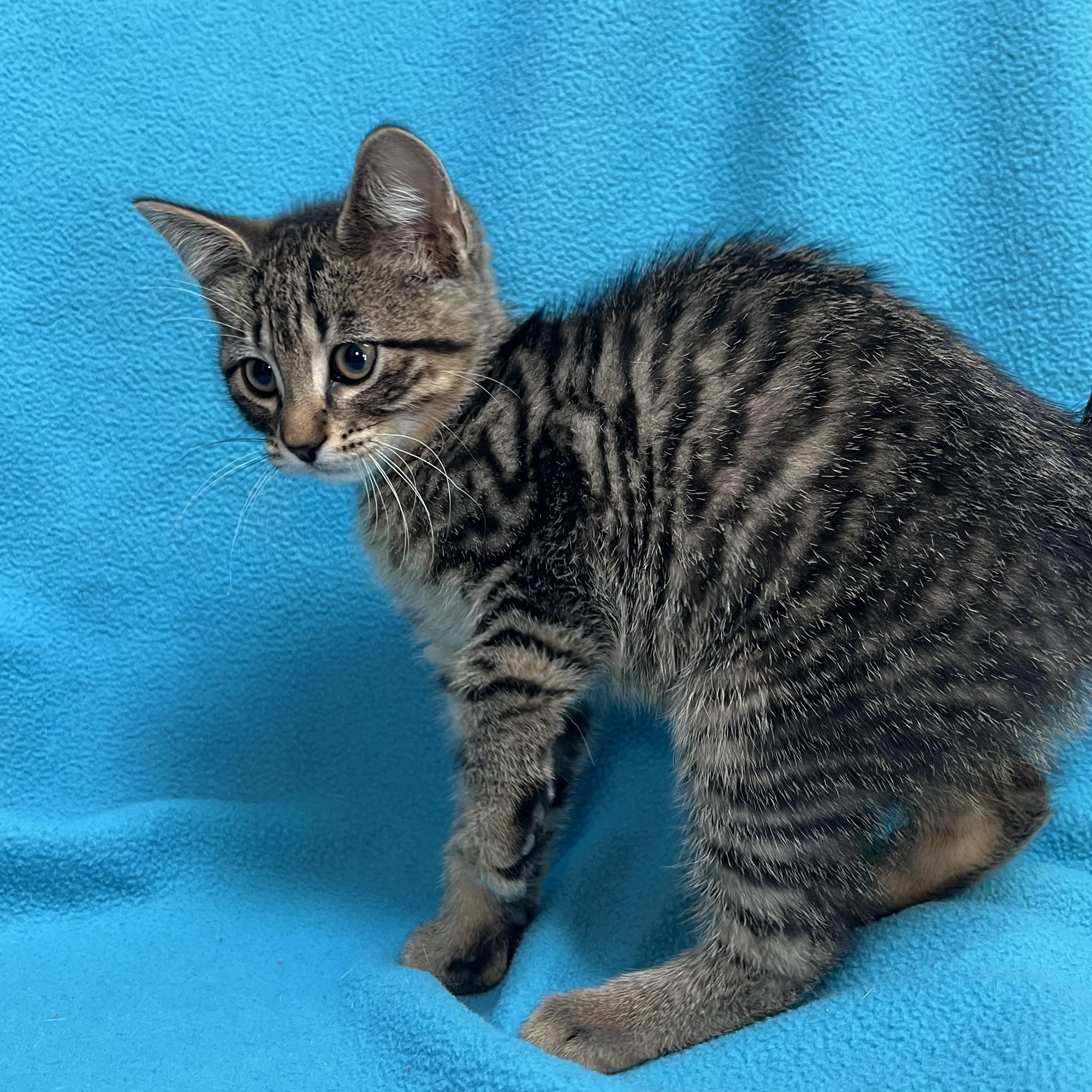 Aladdin - At PetSmart in Mankato, a ADOPTABLE Domestic Short Hair in Fairmont, MN image 2/6