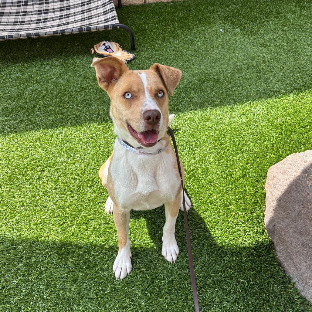 Milly, Adoptable, Young Female Labrador Retriever & Mixed Breed.
