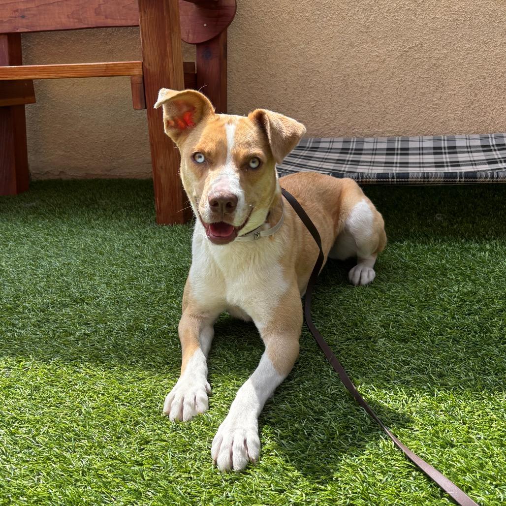 Milly, a Adoptable mixed breed in Hawthorne, CA image 4/6