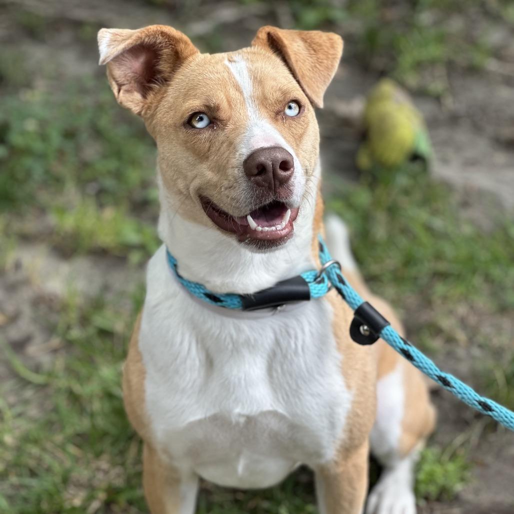 Milly, a Adoptable mixed breed in Hawthorne, CA image 5/6