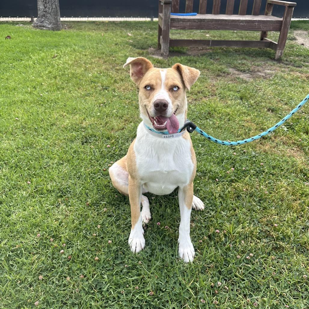 Milly, a Adoptable mixed breed in Hawthorne, CA image 6/6