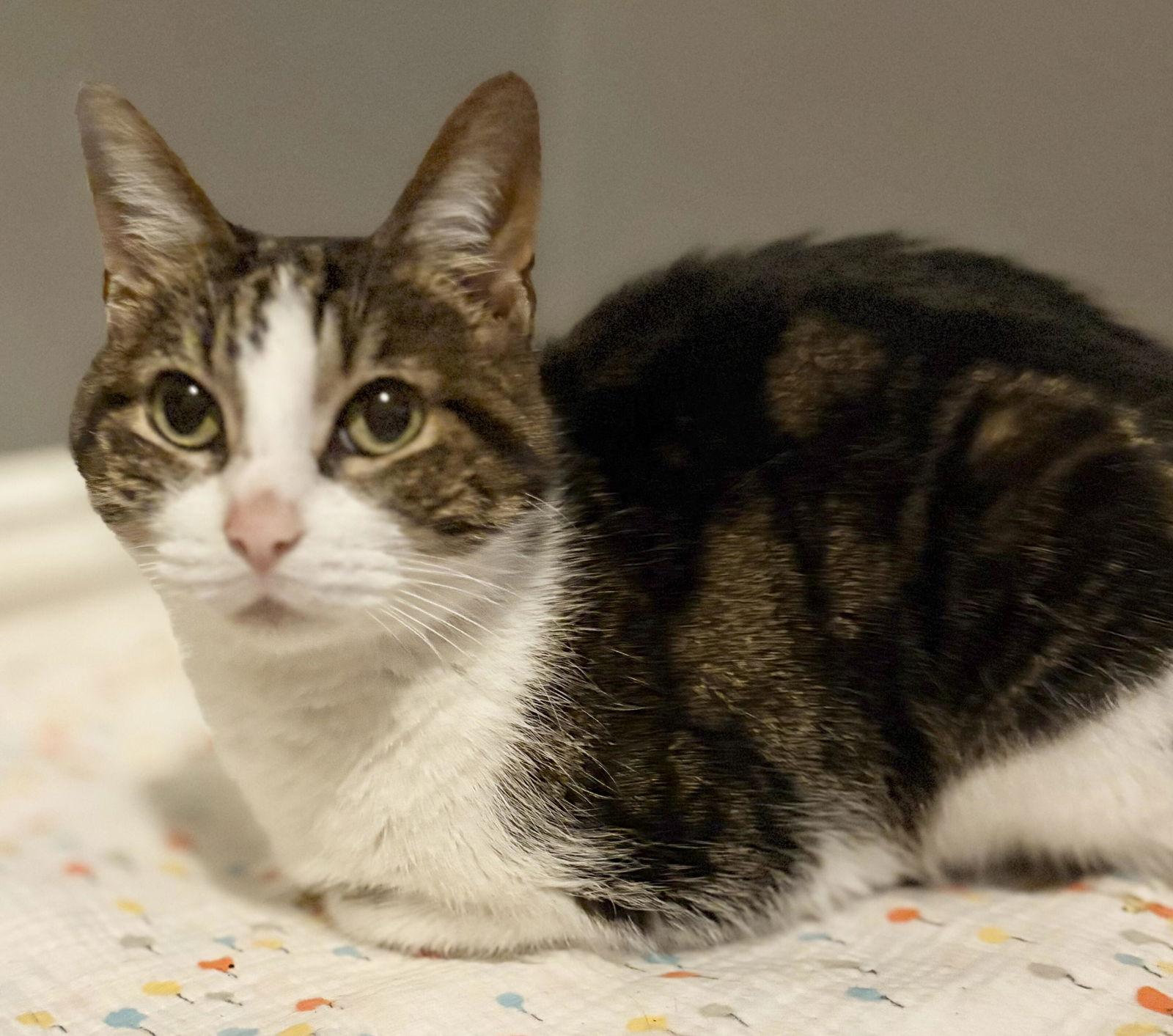 Enlarge Klaira, a Adoptable Domestic Short Hair in Prosper, TX image 1/3