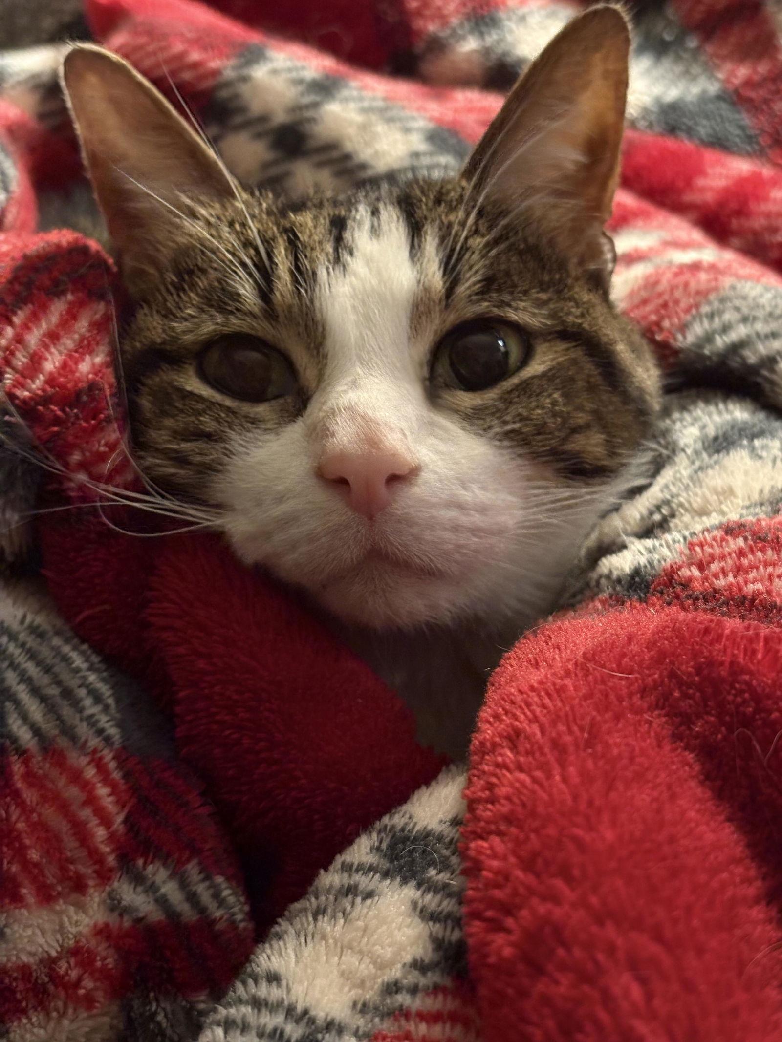 Enlarge Klaira, a Adoptable Domestic Short Hair in Prosper, TX image 2/3