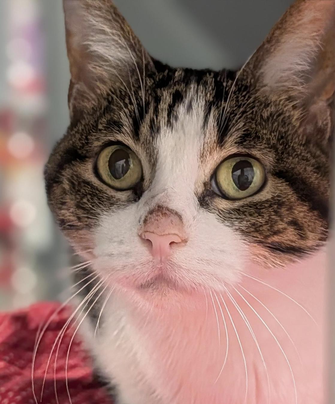 Enlarge Klaira, a Adoptable Domestic Short Hair in Prosper, TX image 3/3