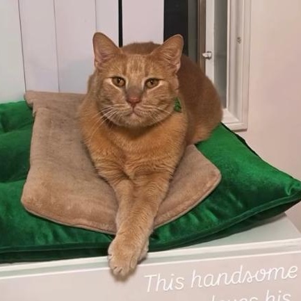 Enlarge Butters, a Adoptable Domestic Short Hair in Los Angeles, CA image 1/6