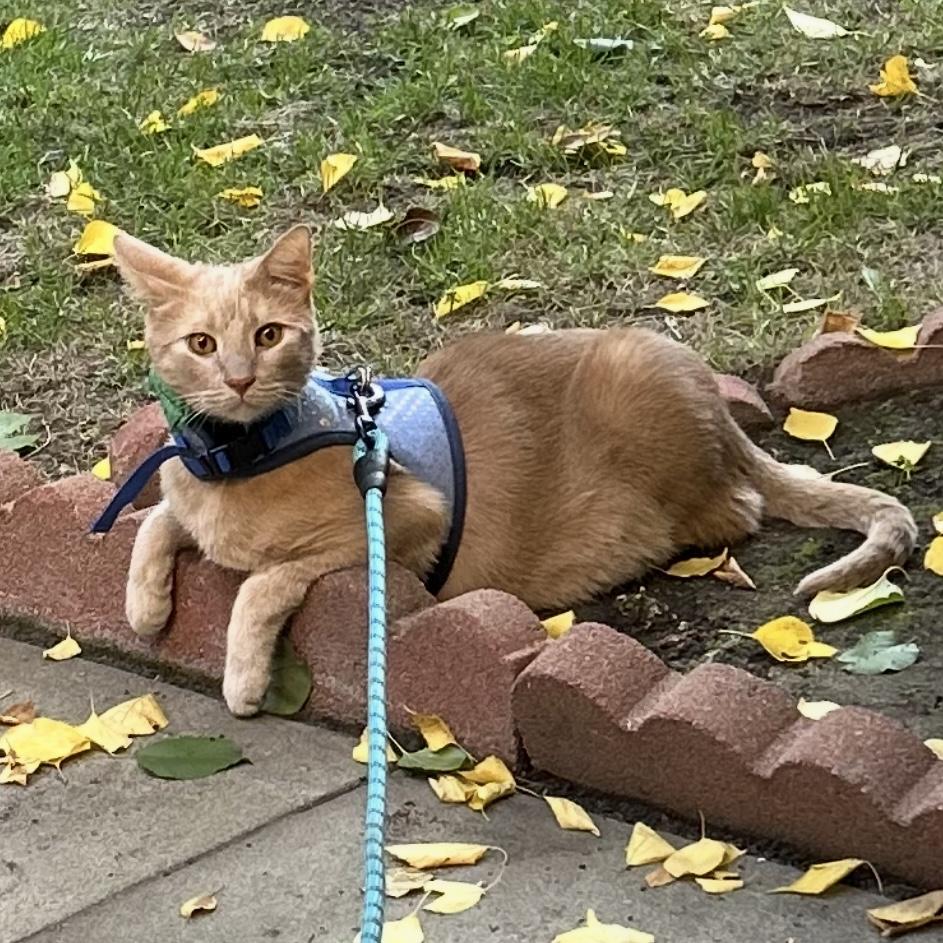 Enlarge Butters, a Adoptable Domestic Short Hair in Los Angeles, CA image 4/6