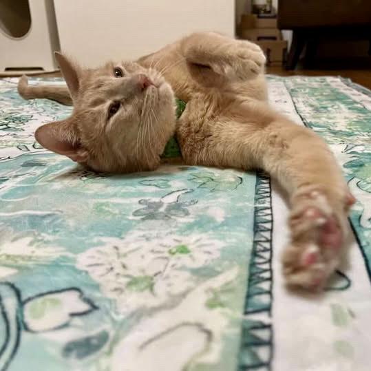 Enlarge Butters, a Adoptable Domestic Short Hair in Los Angeles, CA image 2/6