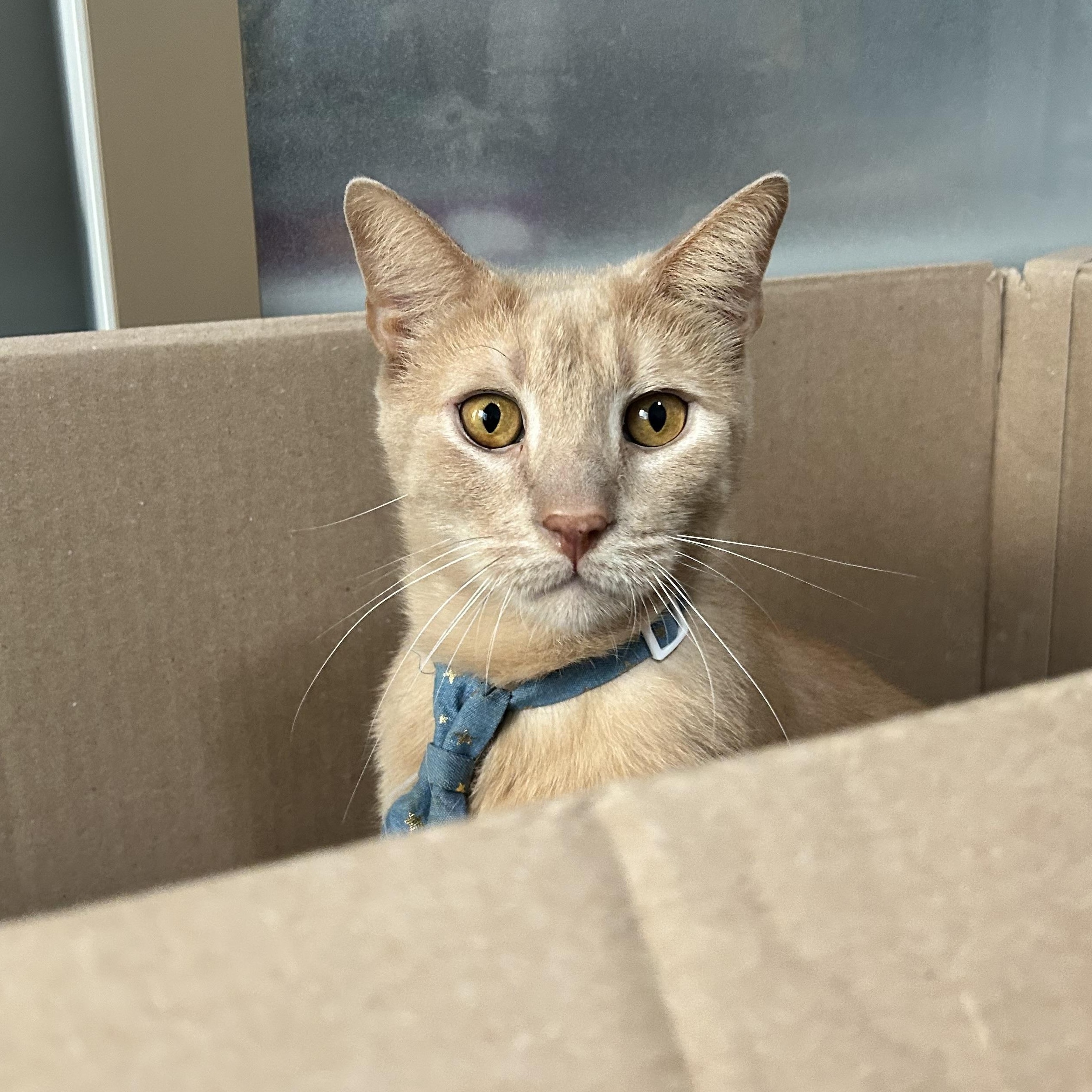 Enlarge Butters, a Adoptable Domestic Short Hair in Los Angeles, CA image 5/6