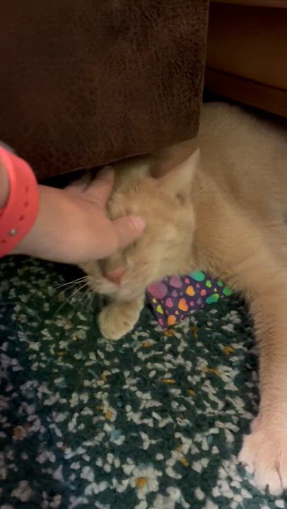 Enlarge Butters, a Adoptable Domestic Short Hair in Los Angeles, CA video 6/6