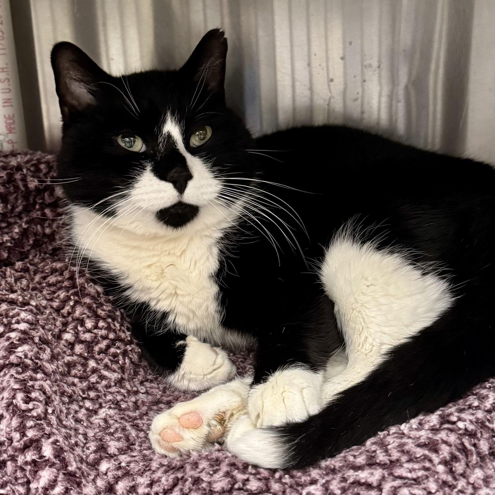 Cupid, Adopted, Senior Male Domestic Short Hair & Tuxedo.