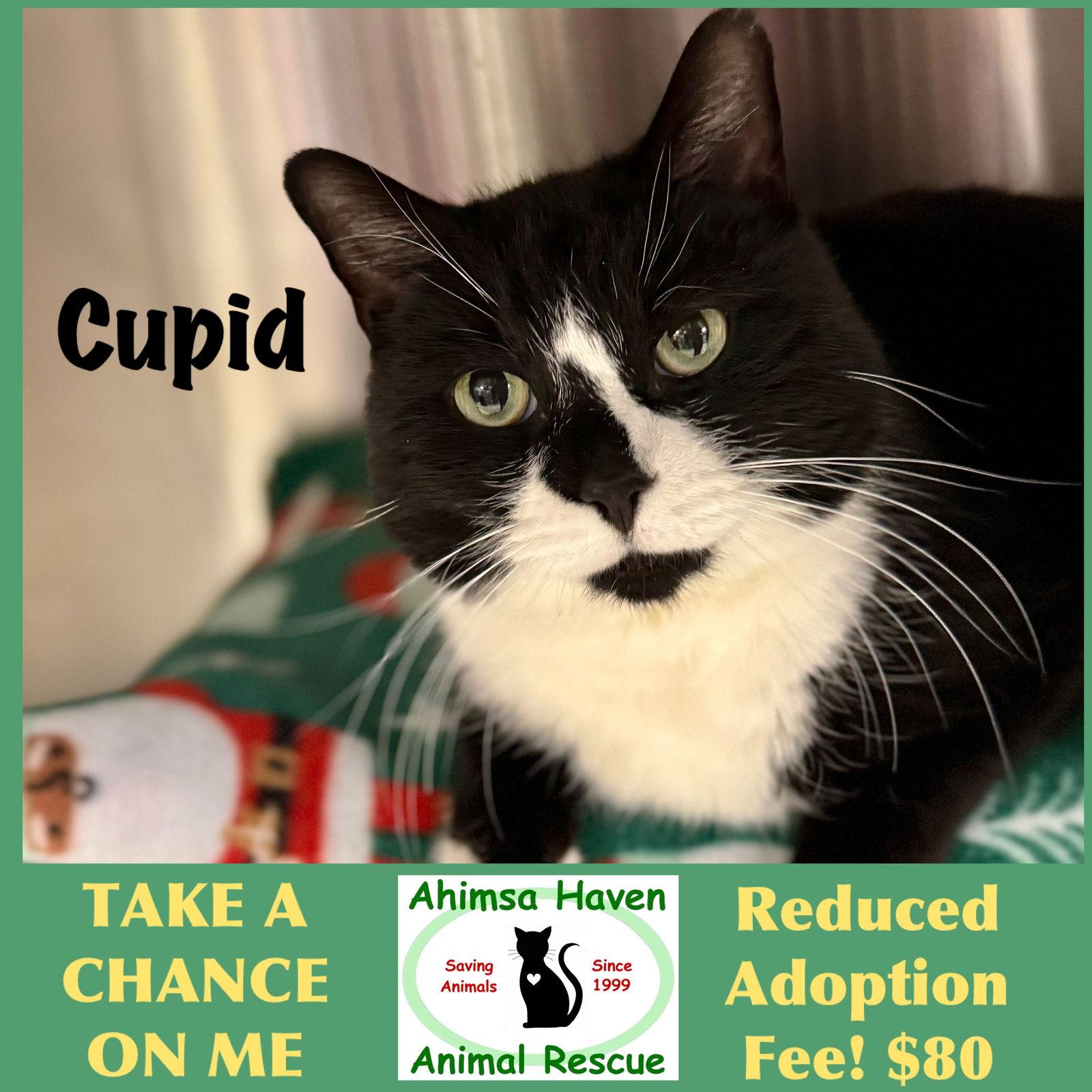 Enlarge Cupid, a Adopted mixed breed in Winchendon, MA image 2/2