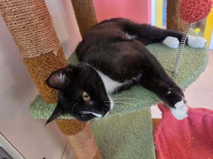 Enlarge Mrs. Cat, a Adoptable mixed breed in Scottsbluff, NE image 1/3