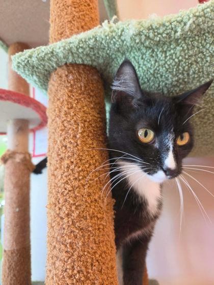 Enlarge Mrs. Cat, a Adoptable mixed breed in Scottsbluff, NE image 2/3