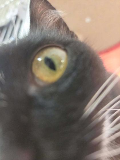 Enlarge Mrs. Cat, a Adoptable mixed breed in Scottsbluff, NE image 3/3