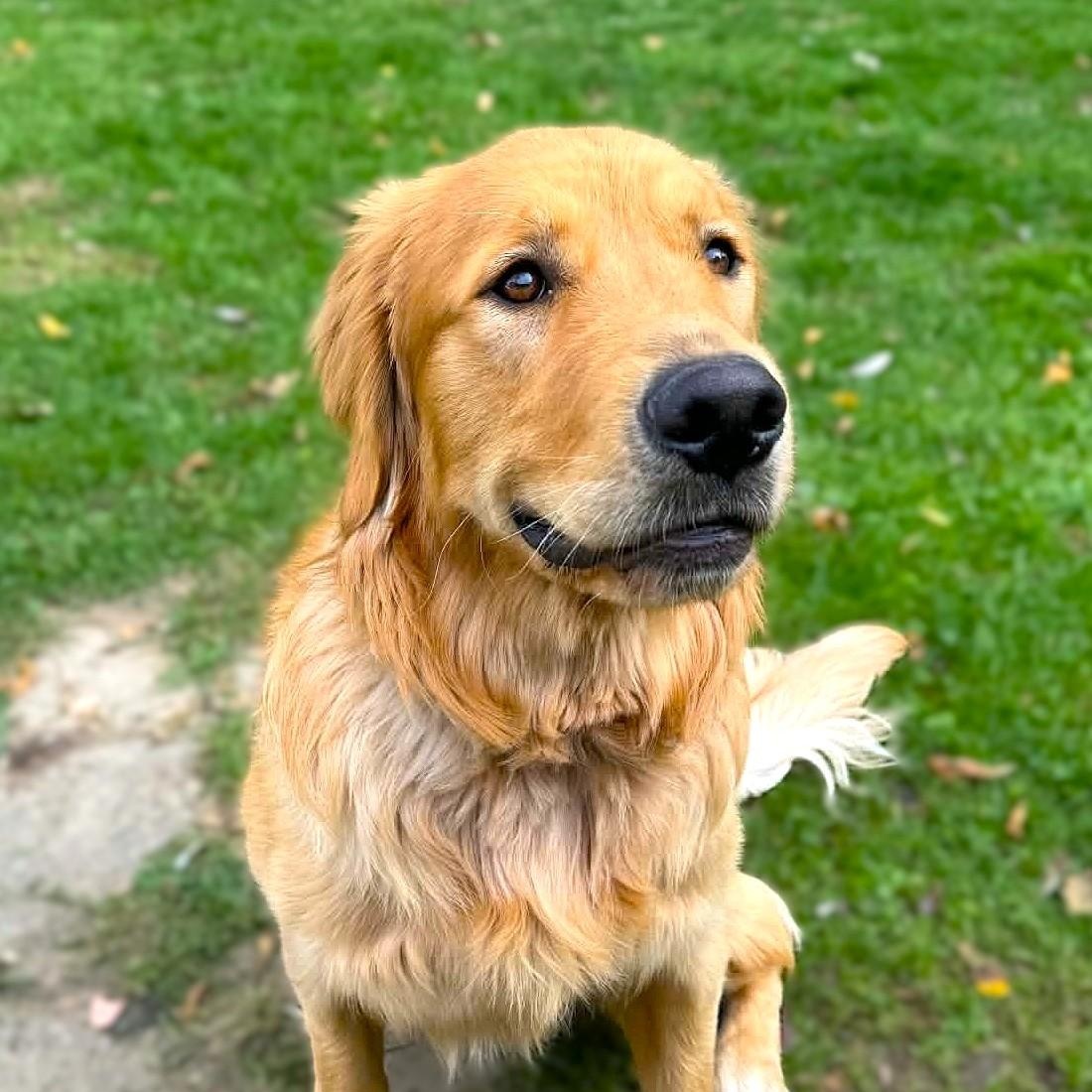 BUDDY, Adoptable, Puppy Male Golden Retriever.
