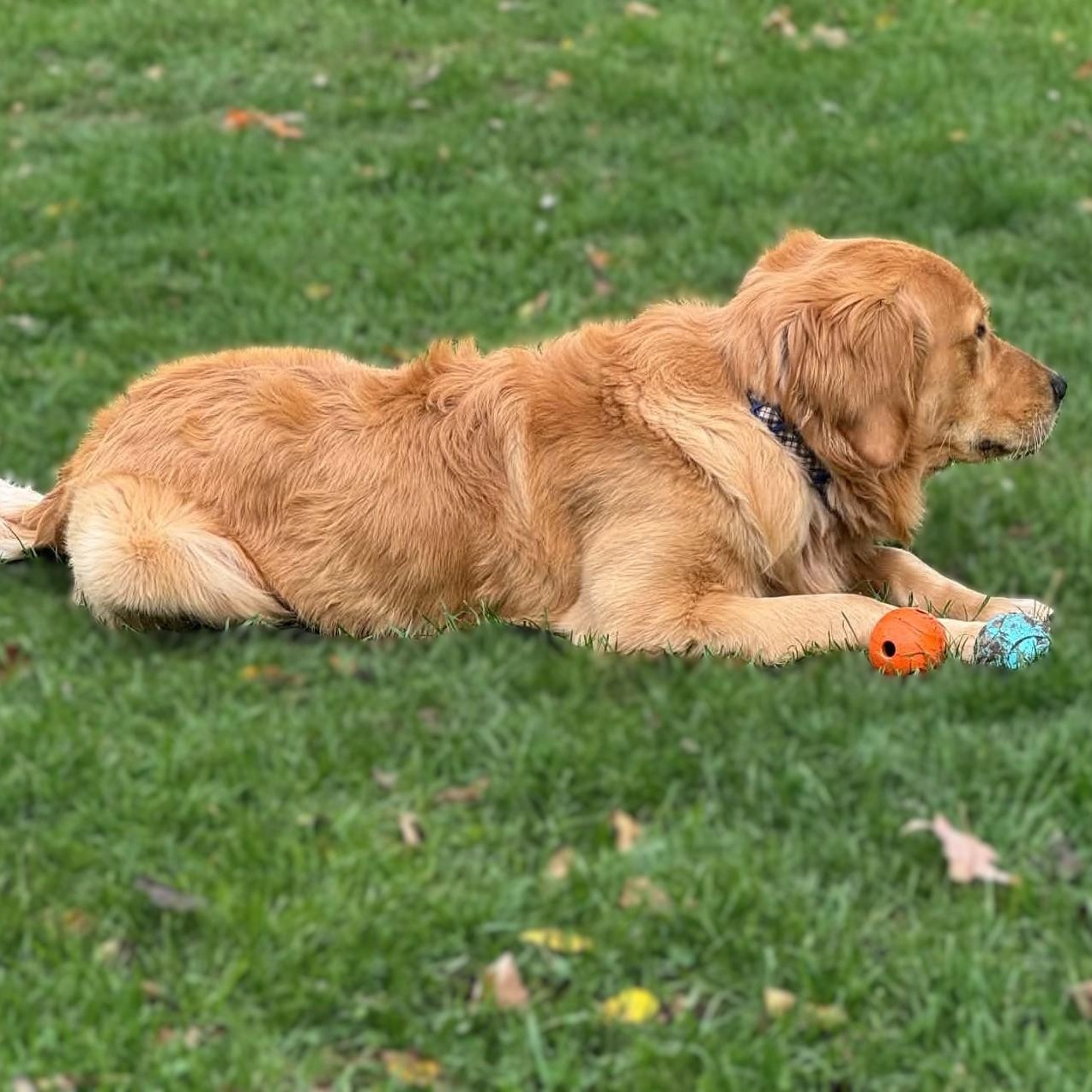 Enlarge BUDDY, a Adoptable Golden Retriever in Burton, MI image 5/5