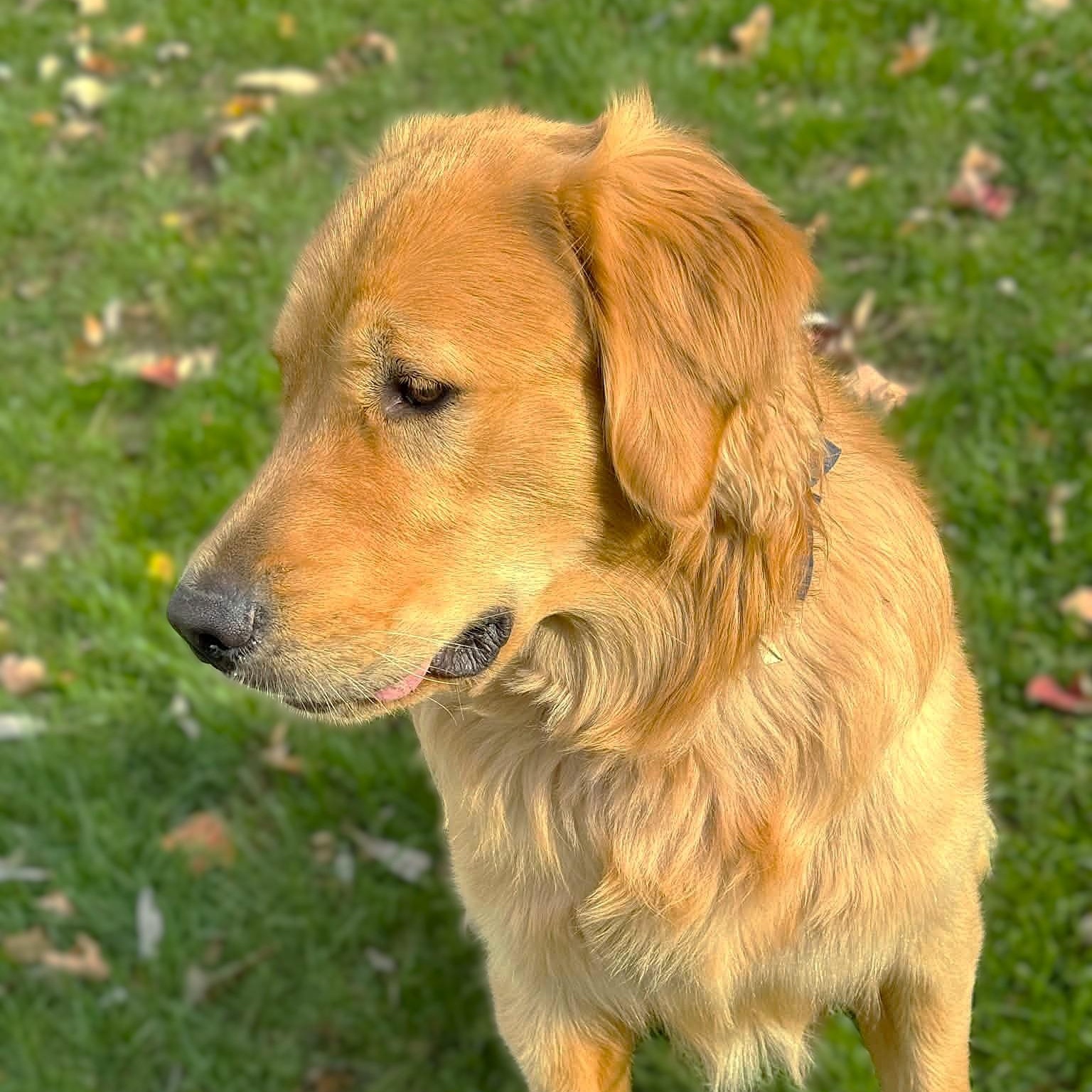 Enlarge BUDDY, a Adoptable Golden Retriever in Burton, MI image 3/5