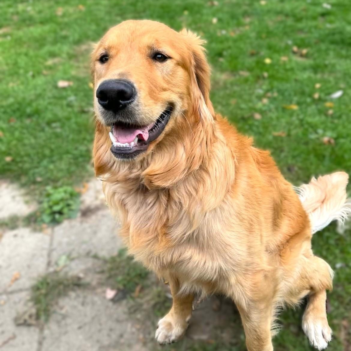 Enlarge BUDDY, a Adoptable Golden Retriever in Burton, MI image 4/5