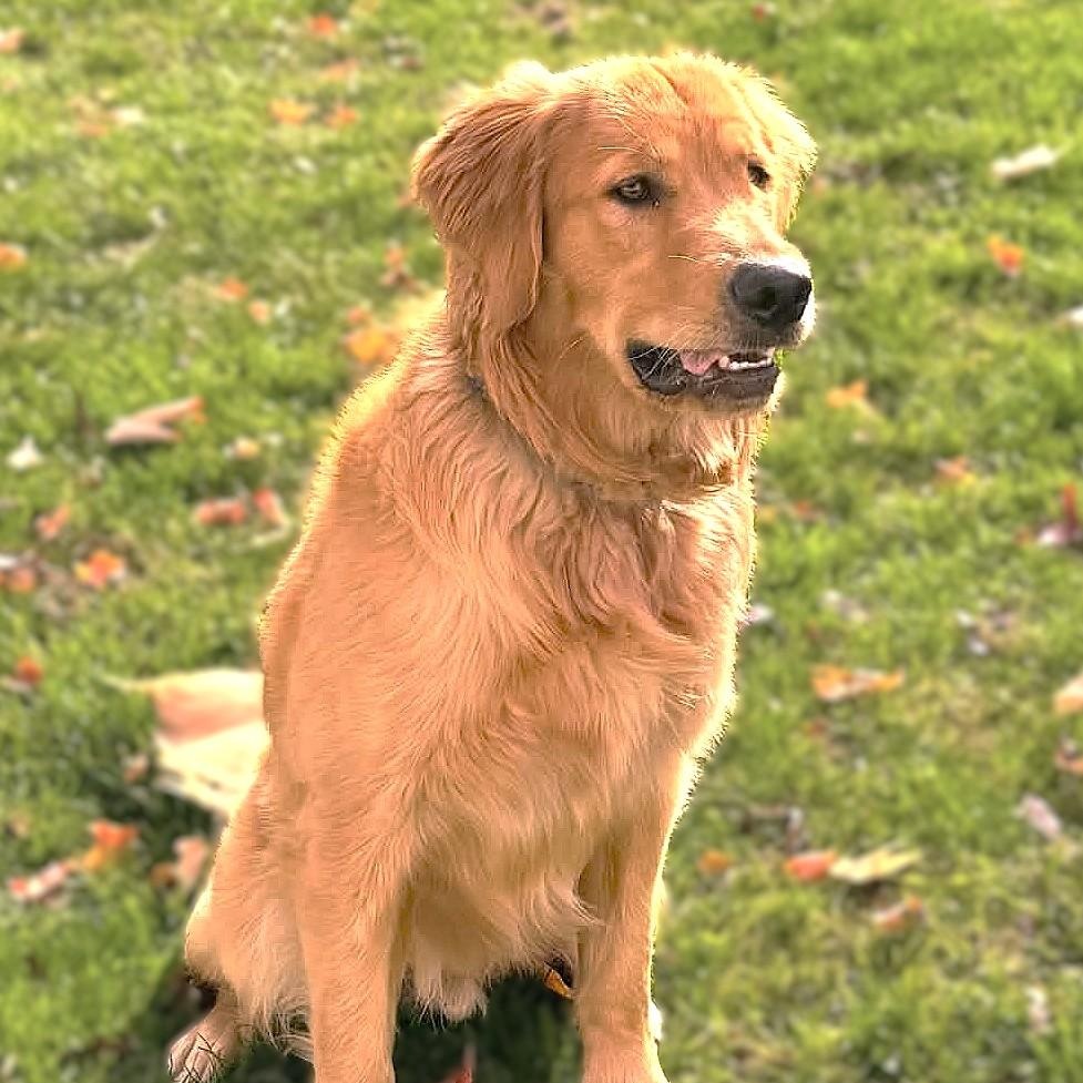 Enlarge BUDDY, a Adoptable Golden Retriever in Burton, MI image 2/5
