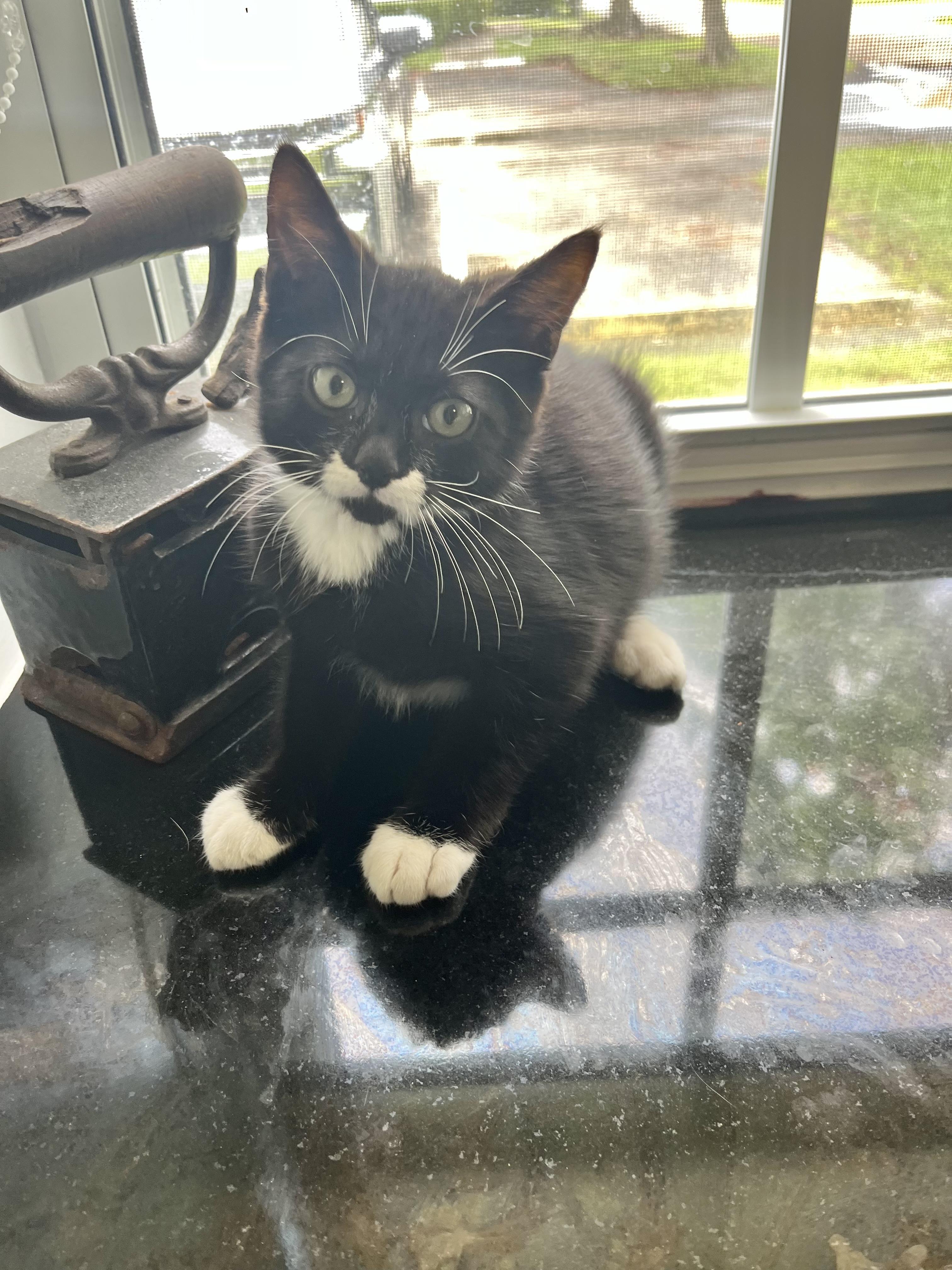Groucho is a playful male cat who loves to entertain his human companions with his antics He has a 