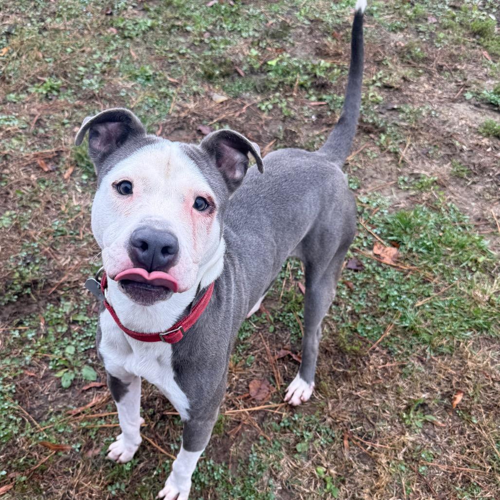 Enlarge Napoleon, a Adoptable Mixed Breed in Chattanooga, TN image 1/6