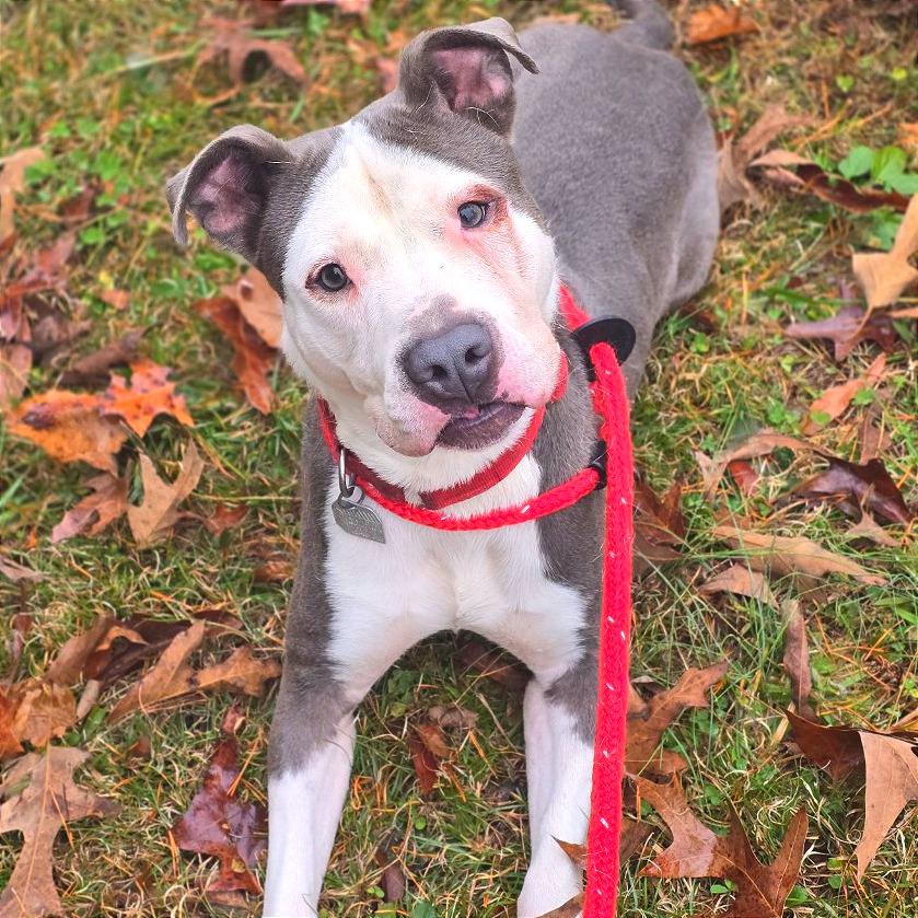 Napoleon, Adoptable, Adult Male Mixed Breed.