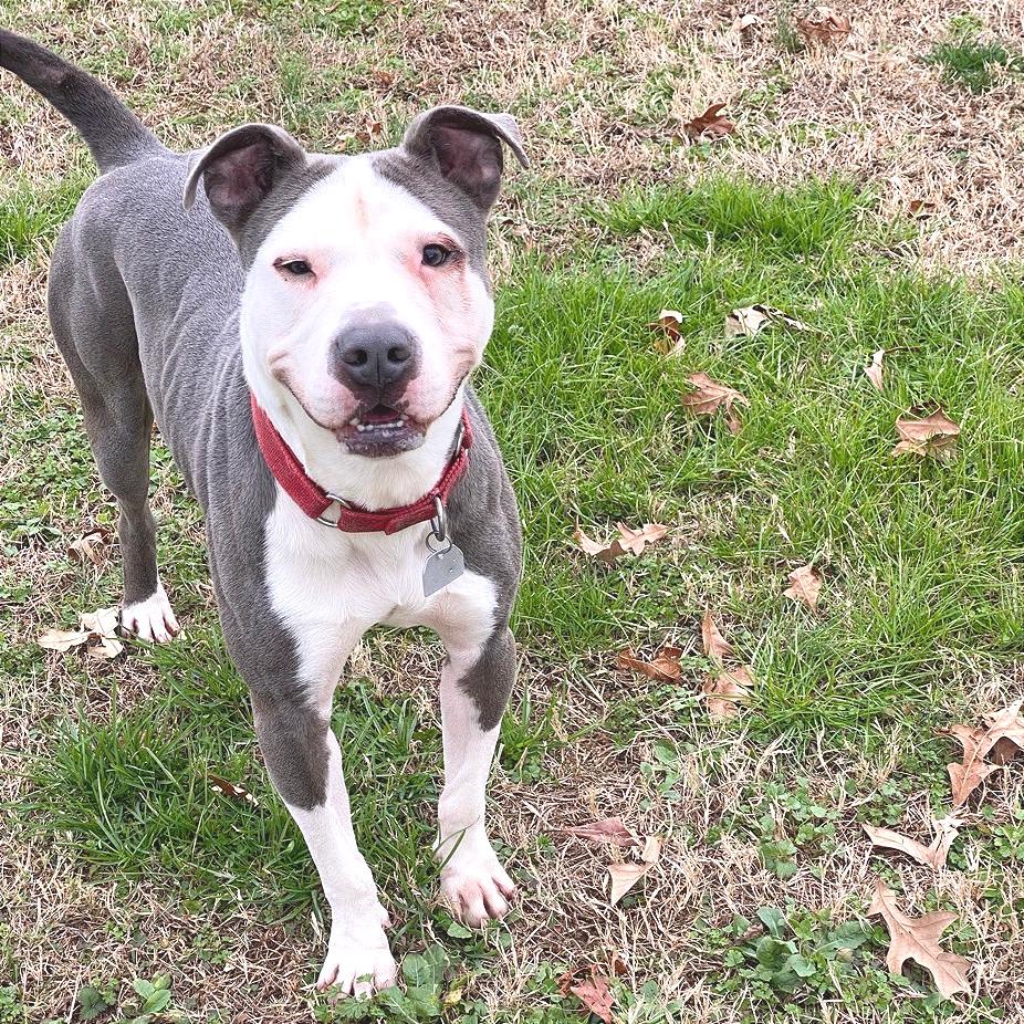 Enlarge Napoleon, a Adoptable Mixed Breed in Chattanooga, TN image 3/6