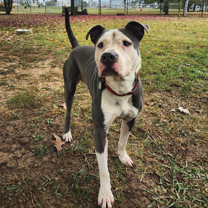 Enlarge Napoleon, a Adoptable Mixed Breed in Chattanooga, TN image 4/6
