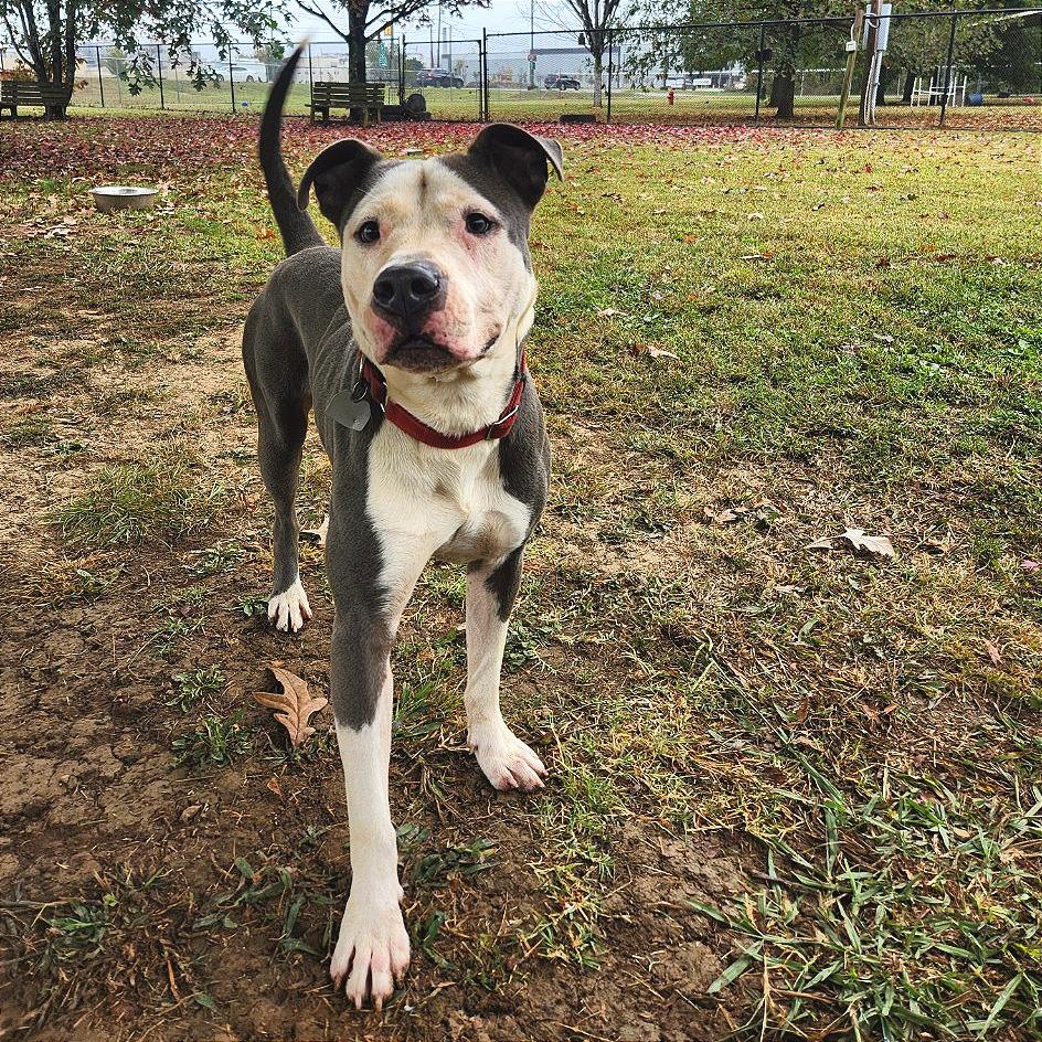 Enlarge Napoleon, a Adoptable Mixed Breed in Chattanooga, TN image 5/6