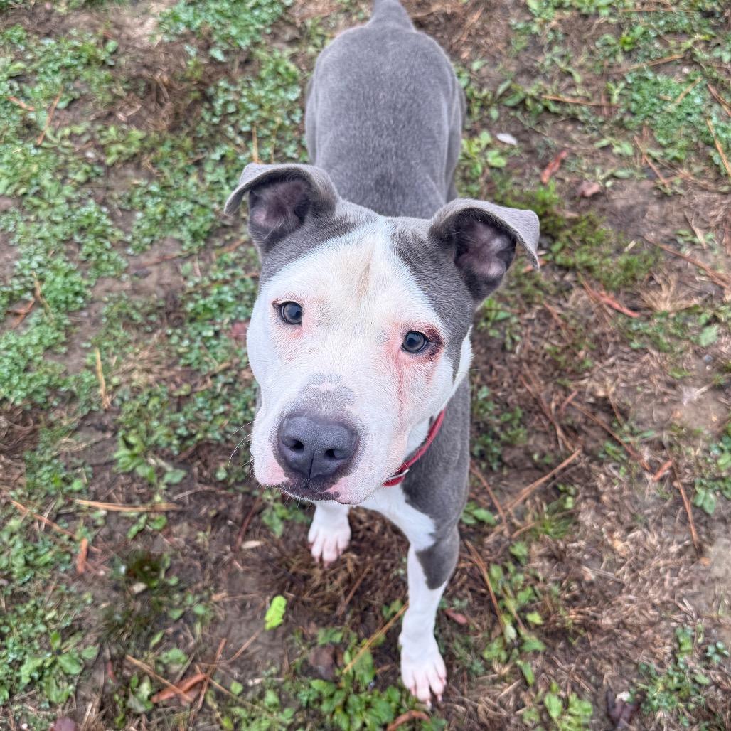 Enlarge Napoleon, a Adoptable Mixed Breed in Chattanooga, TN image 6/6