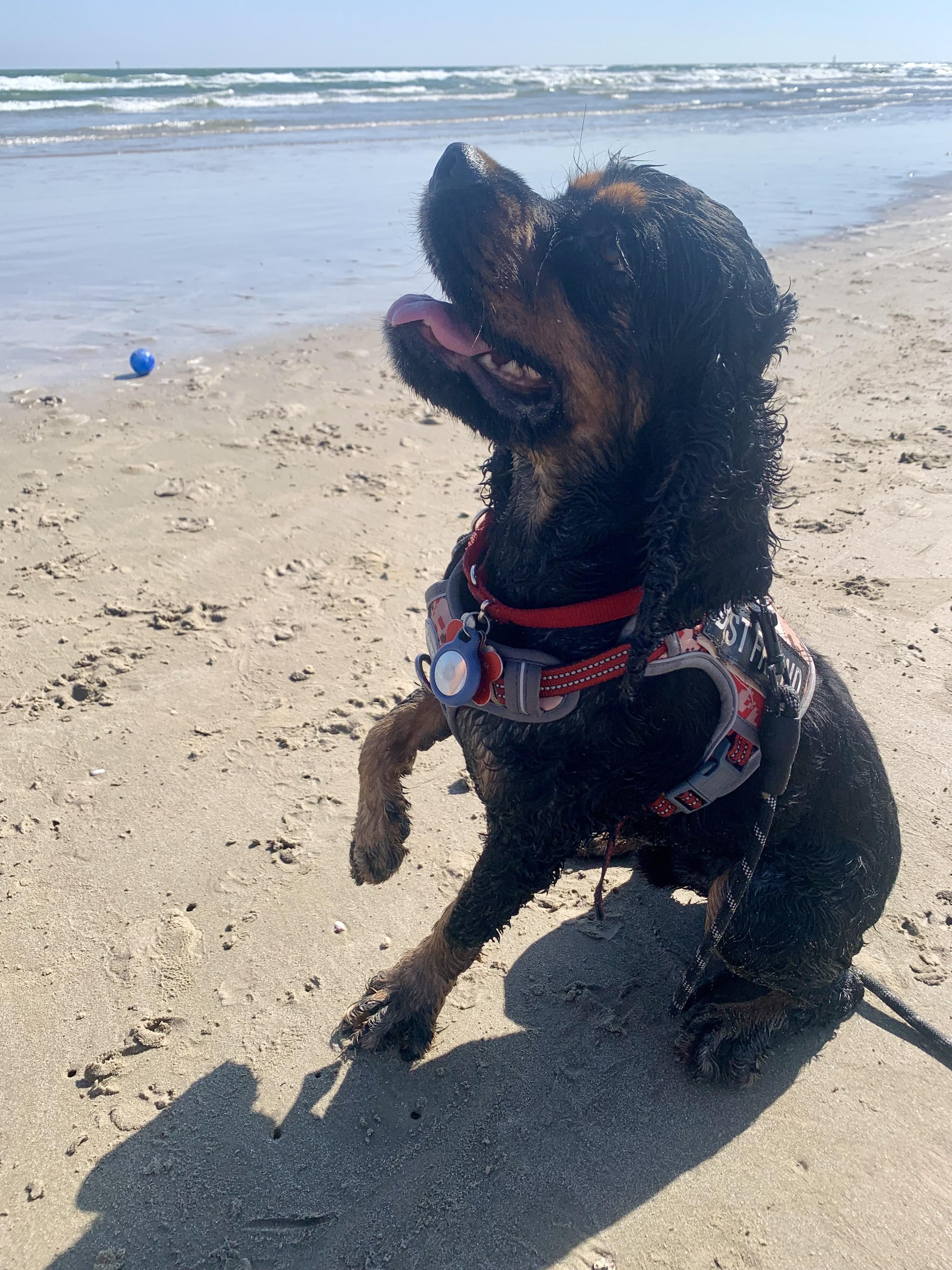 Spider, Adoptable, Young Male Cocker Spaniel.