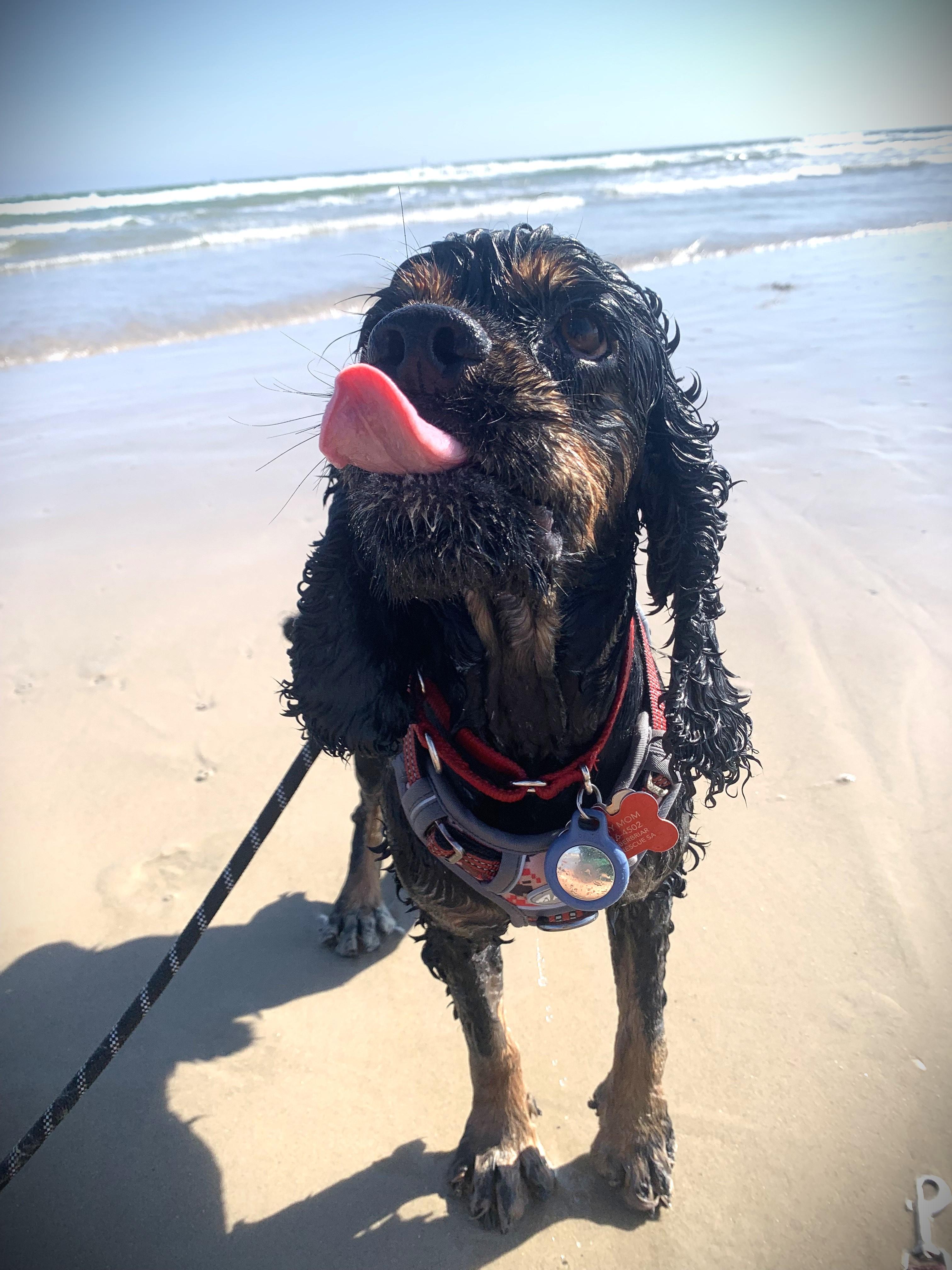 Spider, a Adoptable Cocker Spaniel in Austin, TX image 2/5