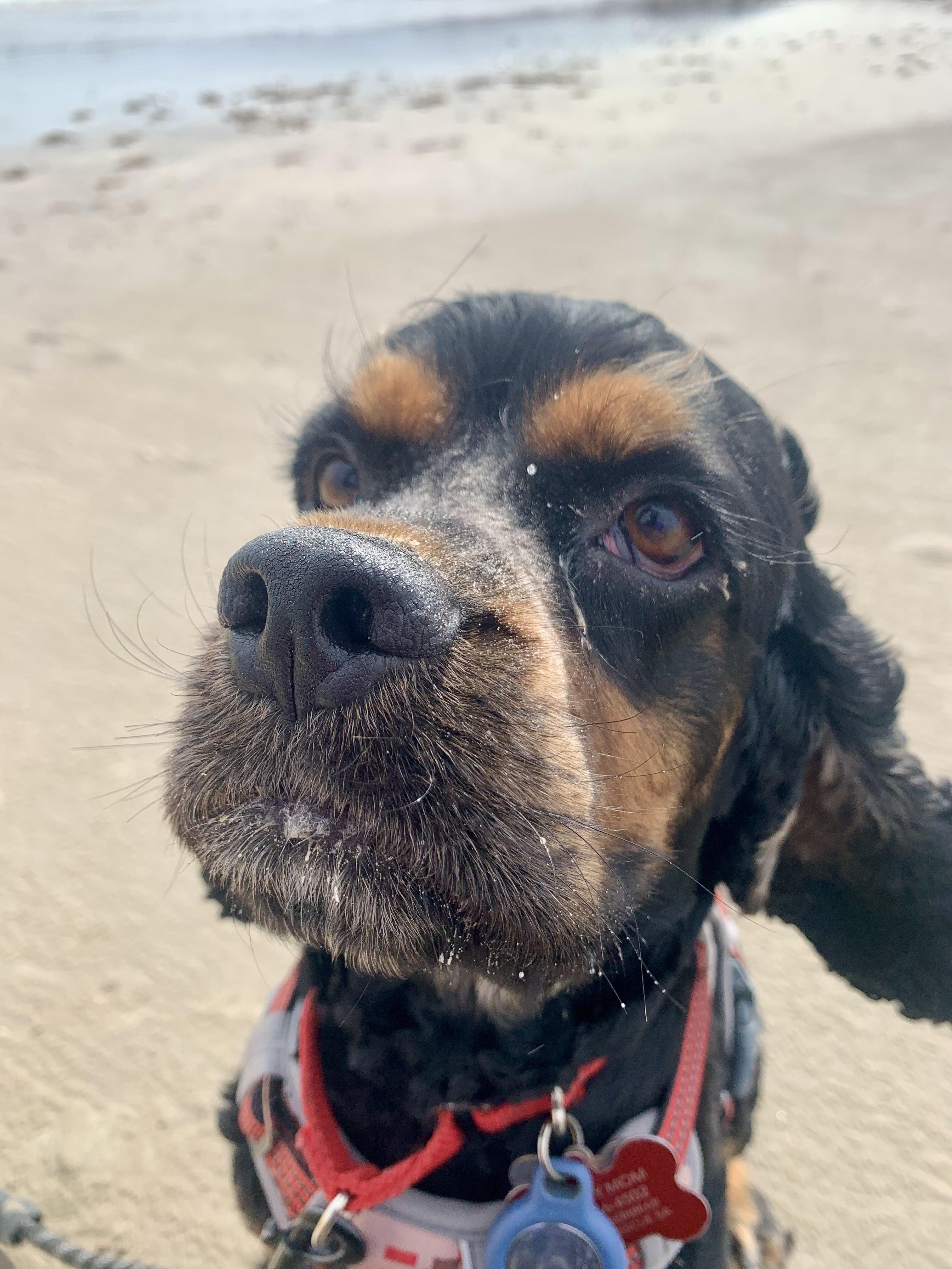 Spider, a Adoptable Cocker Spaniel in Austin, TX image 3/5