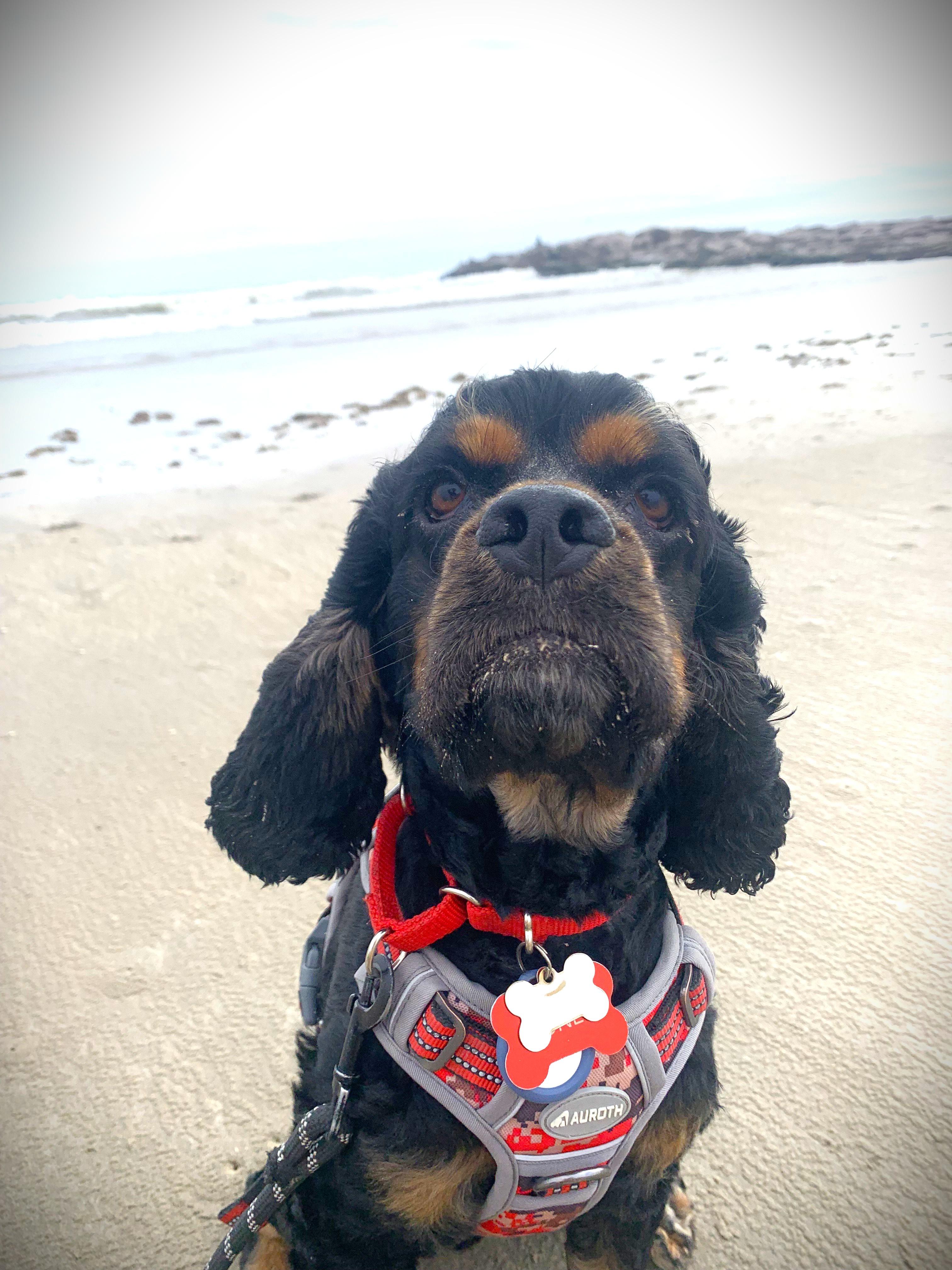 Spider, a Adoptable Cocker Spaniel in Austin, TX image 4/5