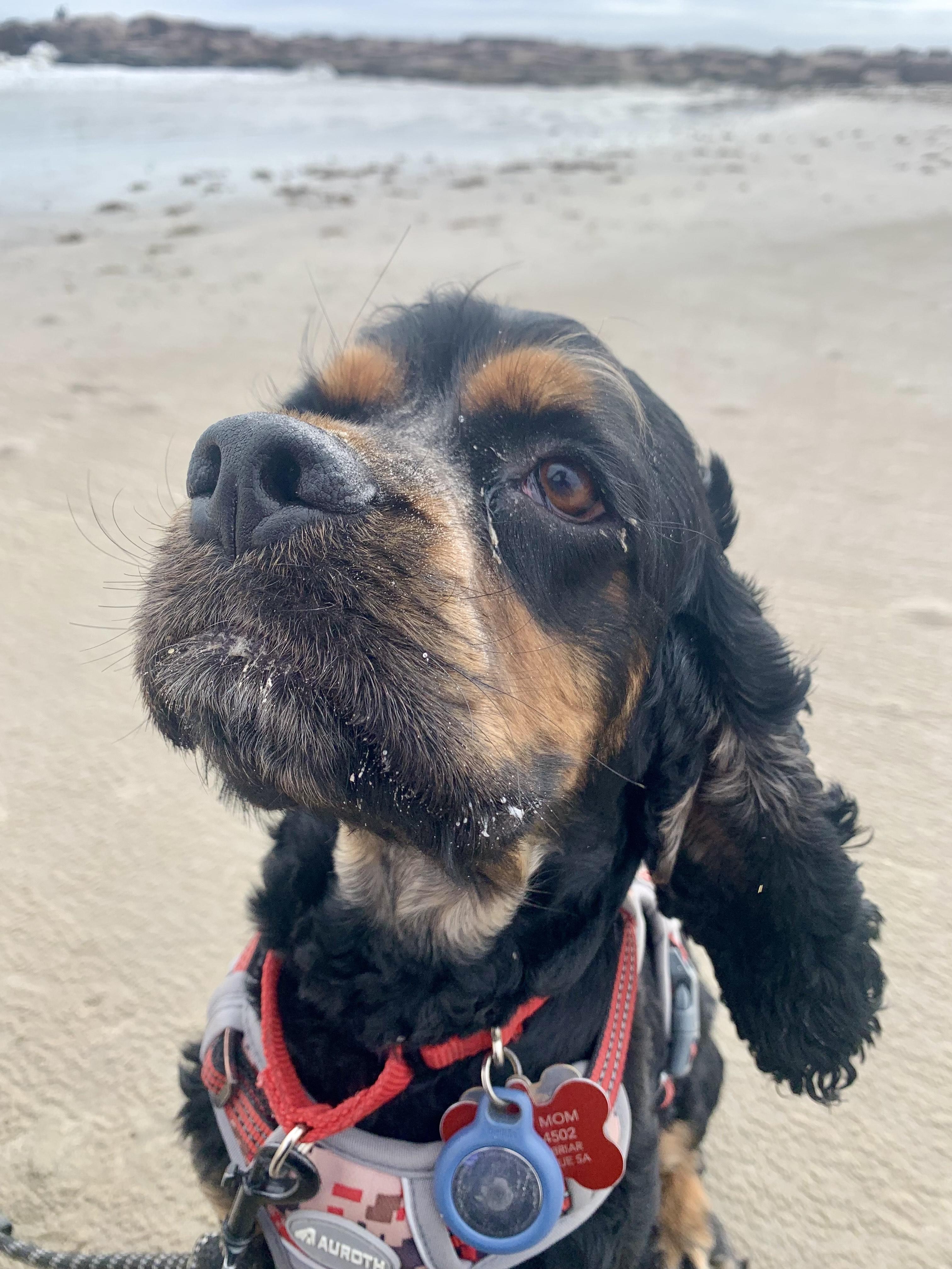 Spider, a Adoptable Cocker Spaniel in Austin, TX image 5/5