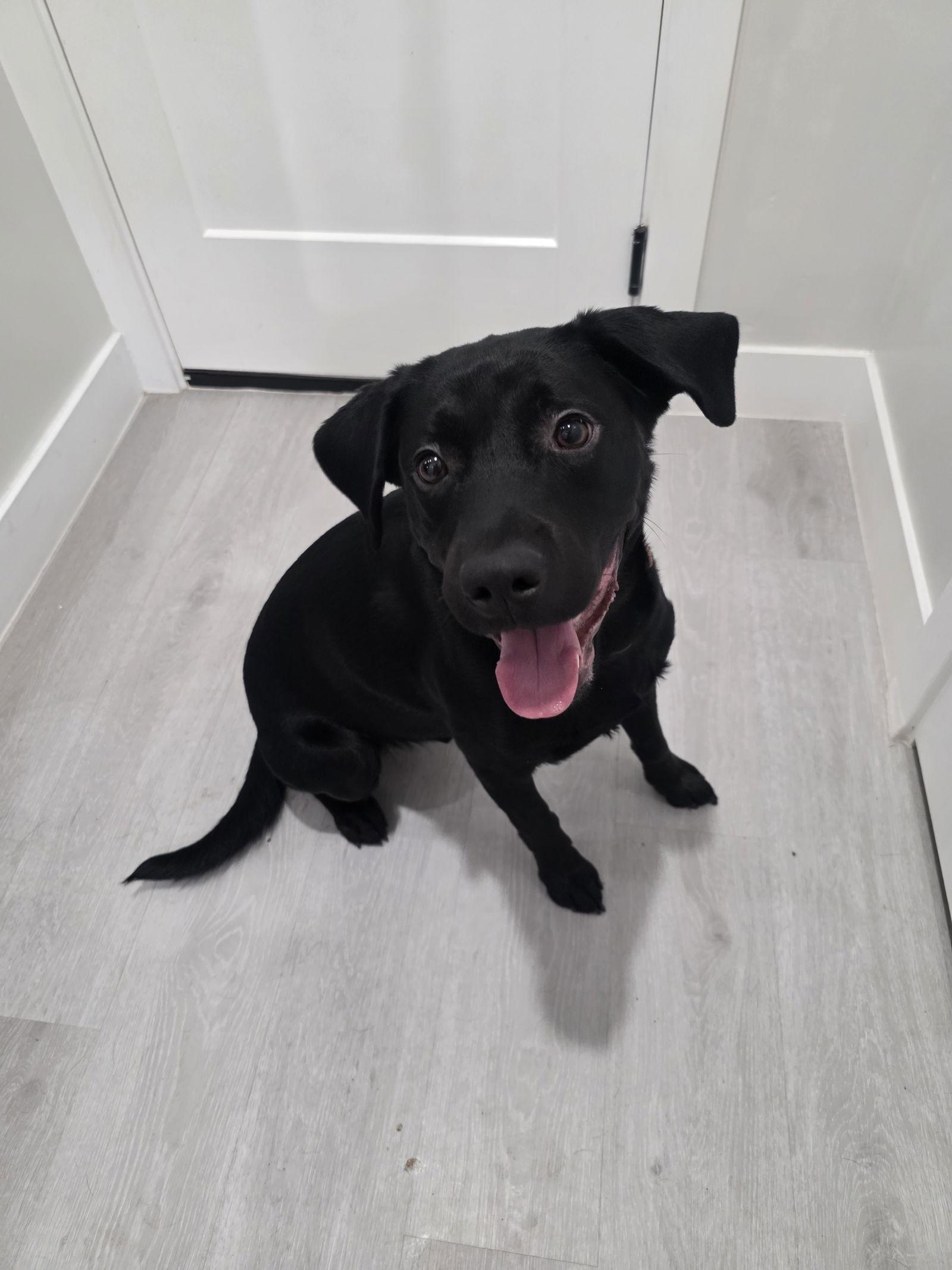 Enlarge Rich, a Adopted Labrador Retriever in Midway, UT image 1/3