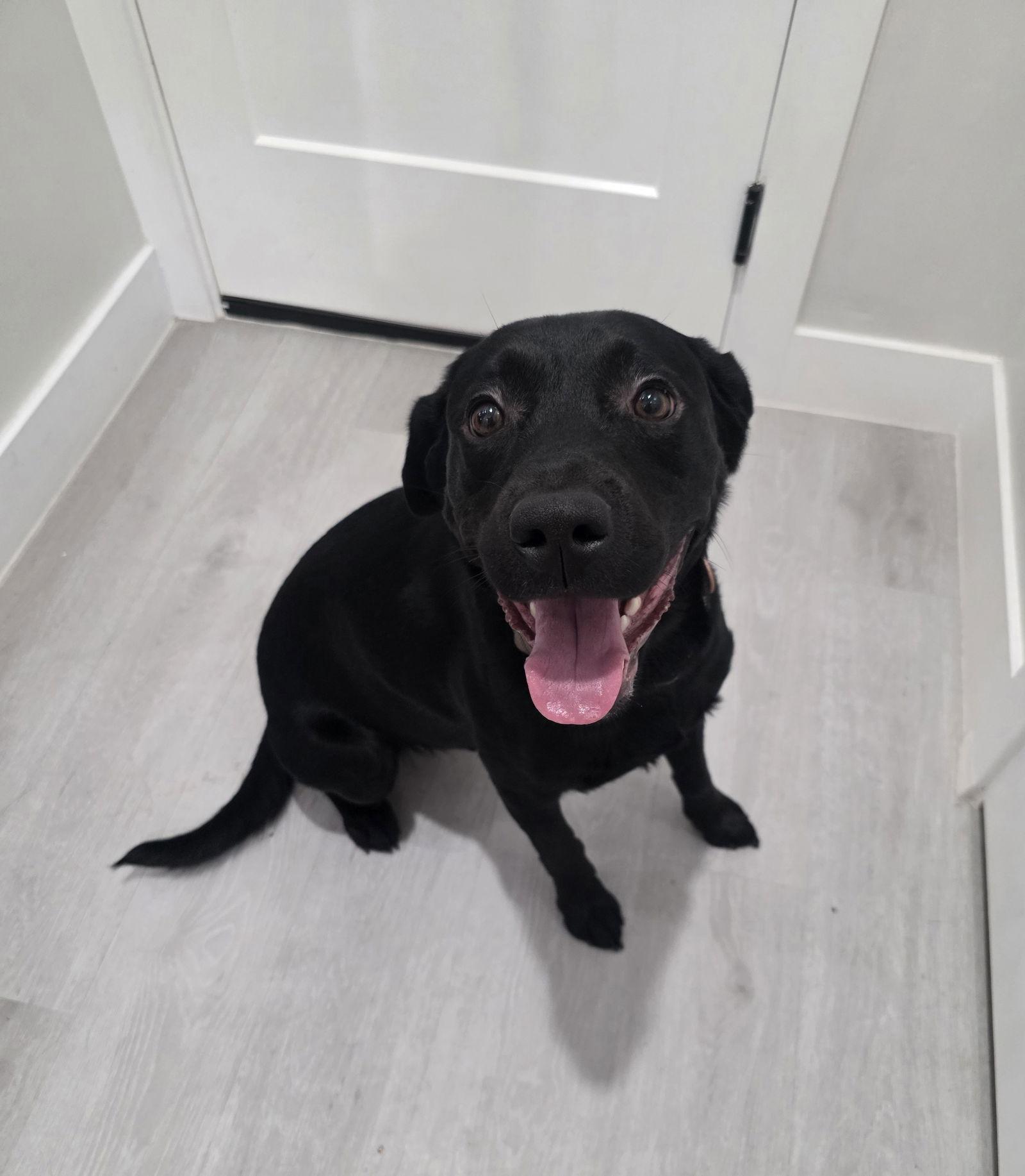 Enlarge Rich, a Adopted Labrador Retriever in Midway, UT image 2/3