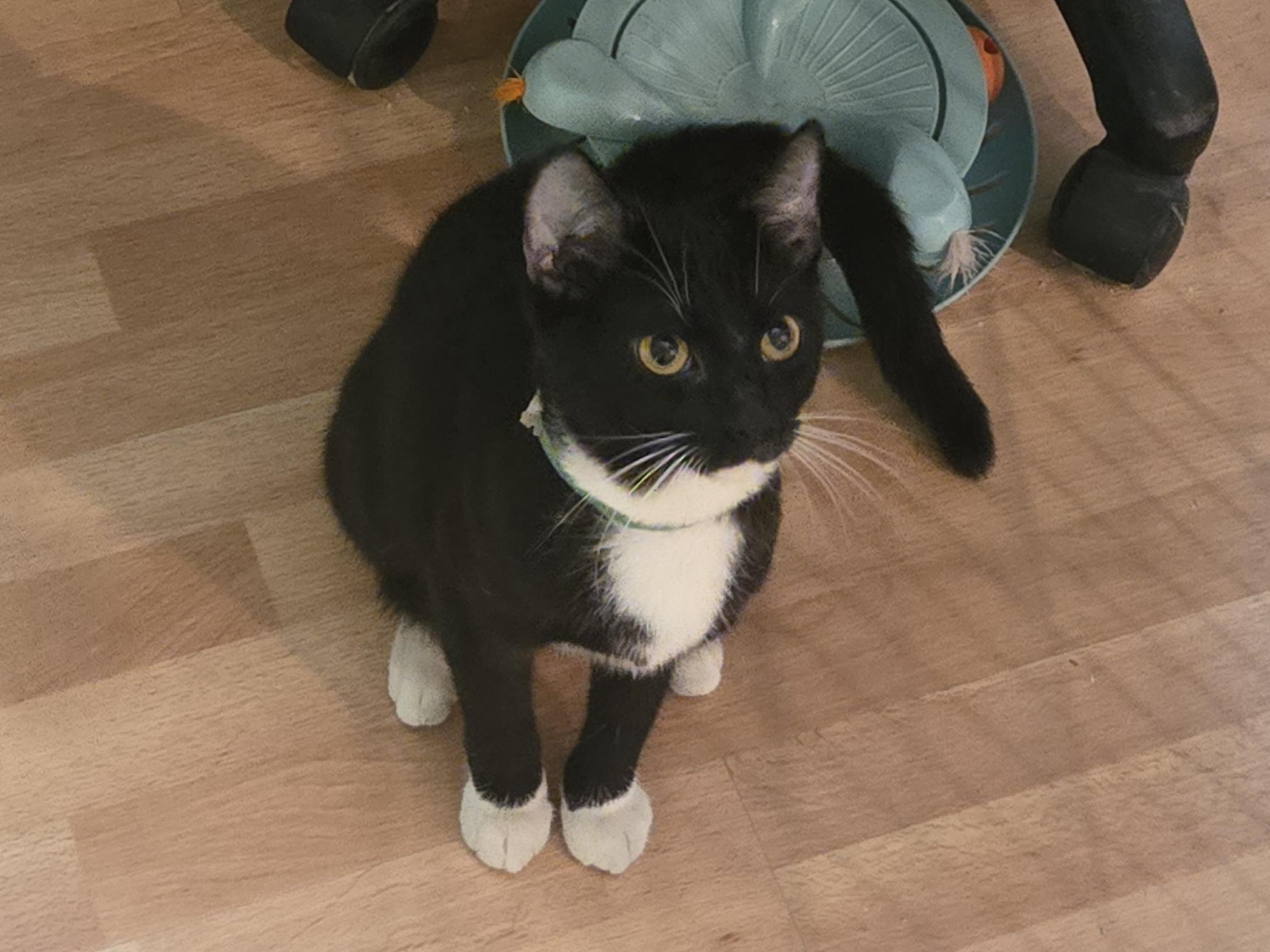 Enlarge Clemantine , a ADOPTABLE mixed breed in Redondo Beach, CA image 1/2