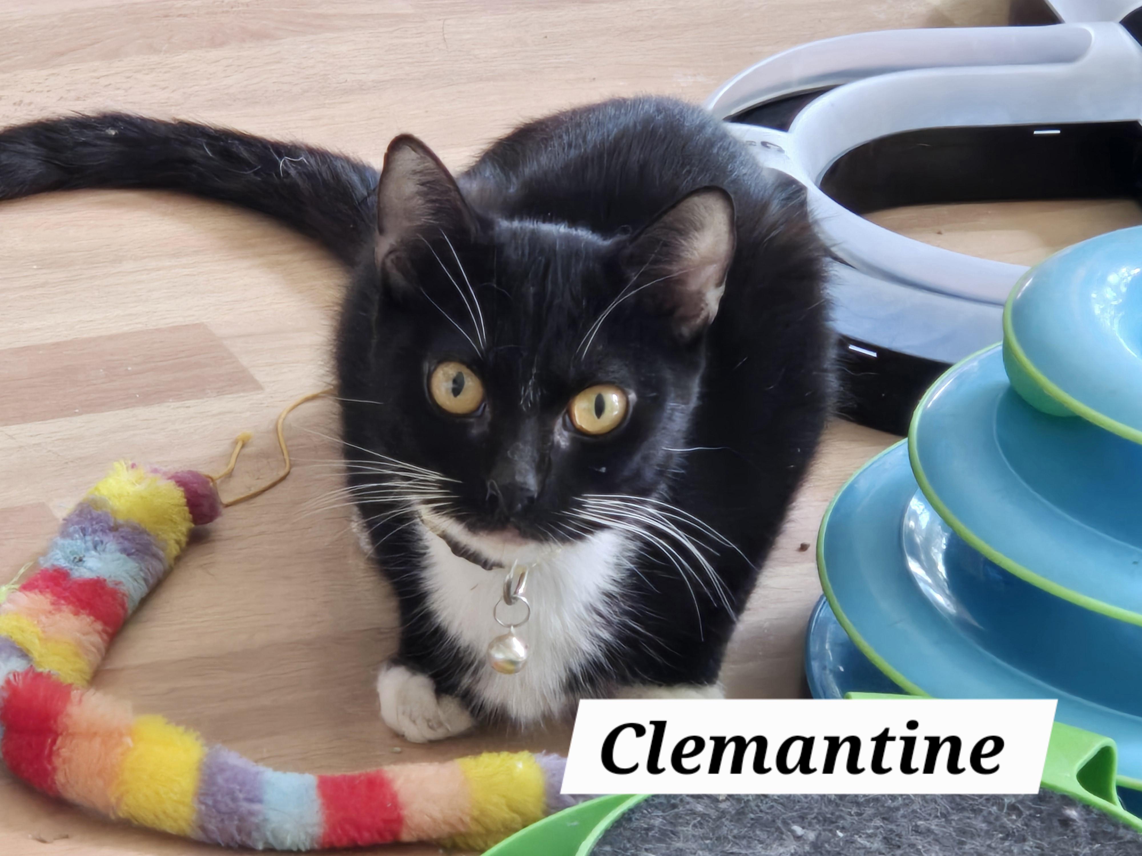 Enlarge Clemantine , a ADOPTABLE mixed breed in Redondo Beach, CA image 2/2