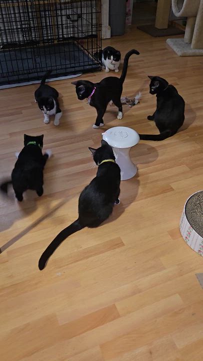 Enlarge Clemantine , a ADOPTABLE mixed breed in Redondo Beach, CA video 3/3