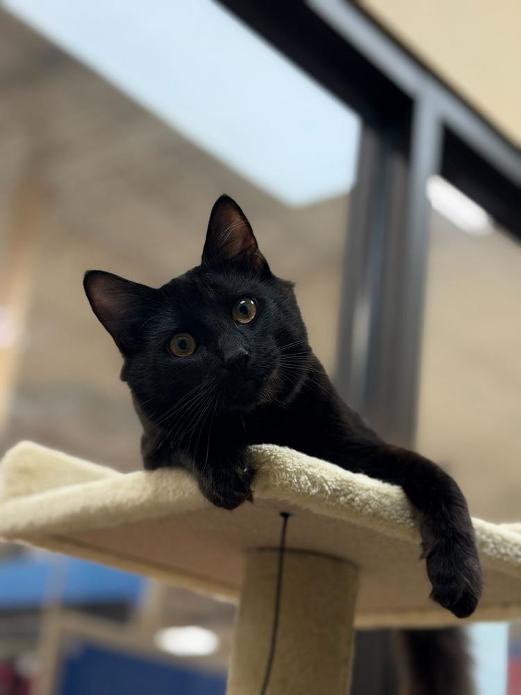 Jinx, Adoptable, Kitten Male Domestic Medium Hair.